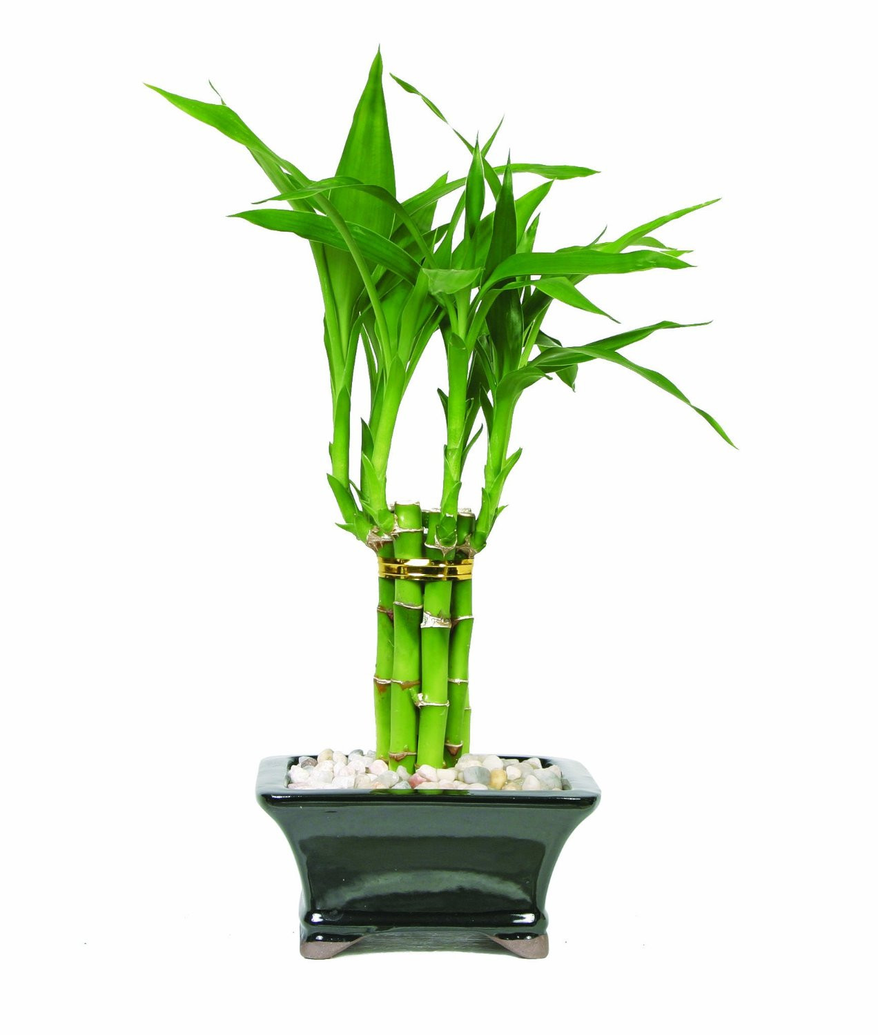 21 Lovable Lucky Bamboo Plant with Glass Vase 2024 free download lucky bamboo plant with glass vase of indoor plant green specialist with are you gifting good luck or bad luck