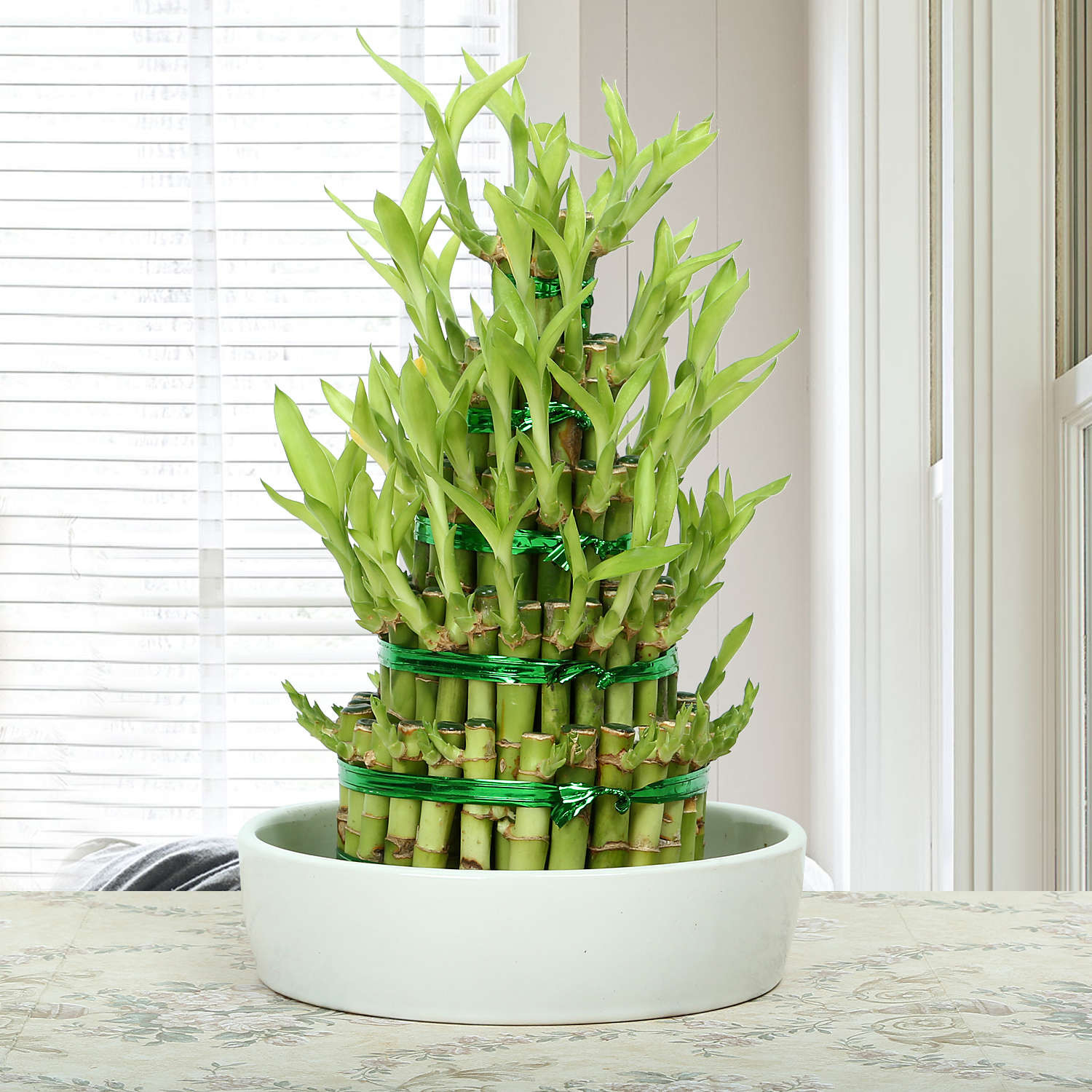 21 Lovable Lucky Bamboo Plant with Glass Vase 2024 free download lucky bamboo plant with glass vase of order send flowers online send flowers to india in elegant 5 layer lucky bamboo plant3249rate thisbuy now