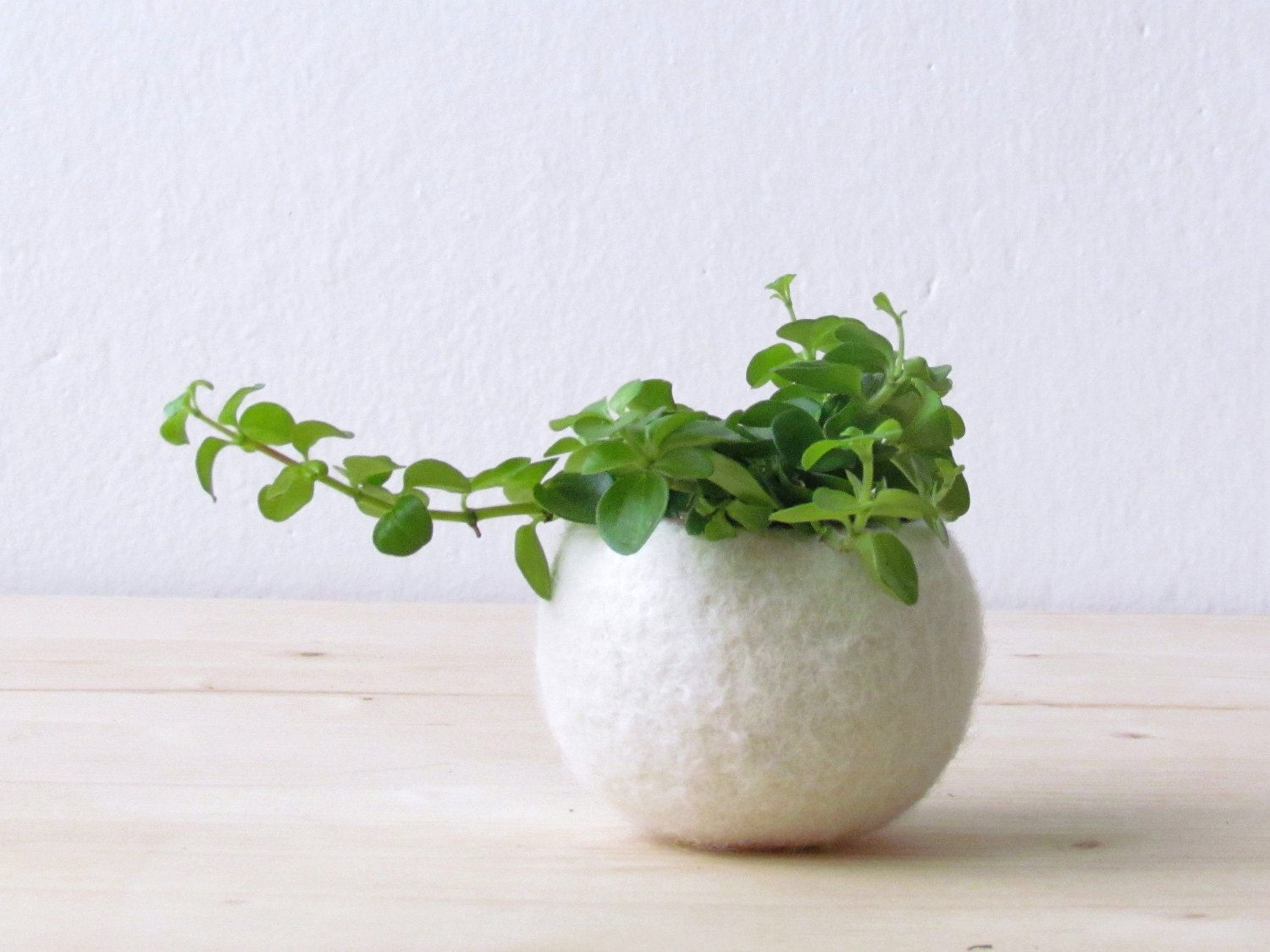 28 Famous Mini Flower Vase 2024 free download mini flower vase of felt succulent planter felted bowl mini flower vase vase white in felt succulent planter felted bowl mini flower vase vase white vase minimalist home decor by theyarnkitc