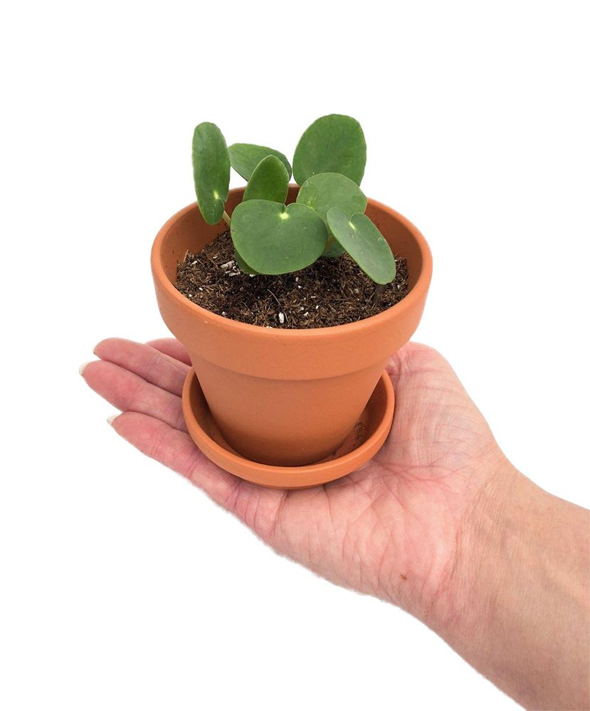 29 Perfect Money Plant In Vase 2024 free download money plant in vase of chinese money plant pass it on plant pilea peperomioides 3 5 inside chinese money plant pass it on plant pilea peperomioides 3 5 clay pot saucer