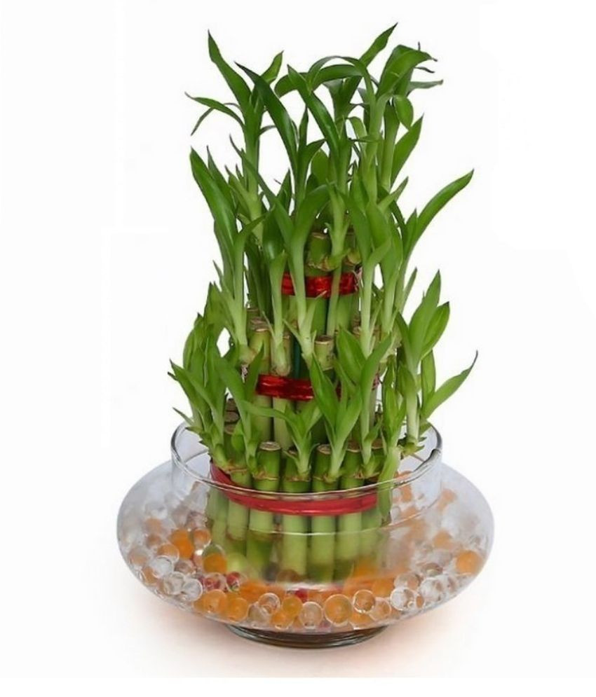 29 Perfect Money Plant In Vase 2024 free download money plant in vase of green plant indoor 3 layer lucky bamboo plant buy green plant throughout green plant indoor 3 layer lucky bamboo plant