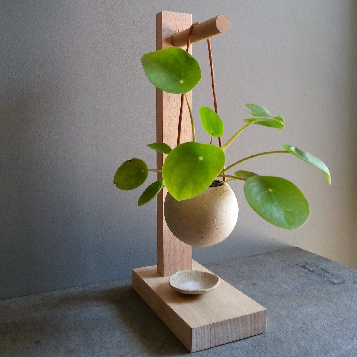 29 Perfect Money Plant In Vase 2024 free download money plant in vase of greenhaus projects design craft house plants pinterest for greenhaus projects design craft