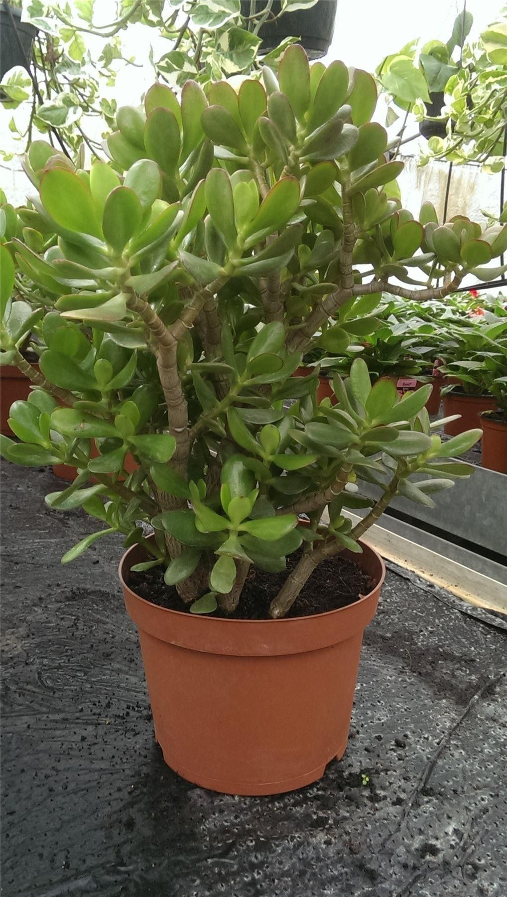 29 Perfect Money Plant In Vase 2024 free download money plant in vase of money plant jade tree large crassula ovata in a 25cm pot 50cm for money plant jade tree large crassula ovata in a 25cm pot 50cm tall