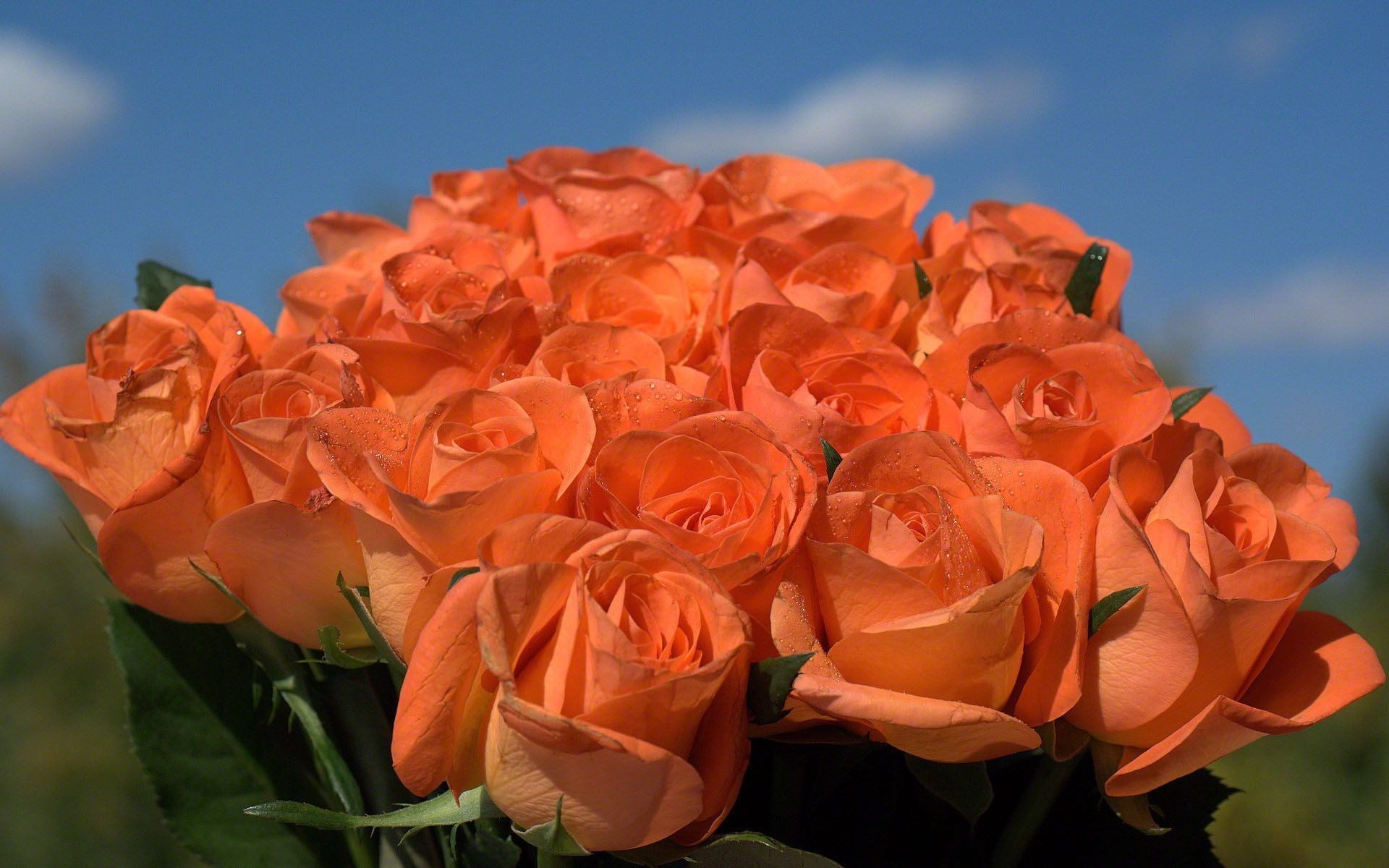 15 Recommended orange Flowers In Vase 2024 free download orange flowers in vase of beautiful orange rose pics awesome luxury beautiful single flower inside beautiful orange rose pics luxury roses photo wallpaper 1920 1200 of beautiful orange rose 