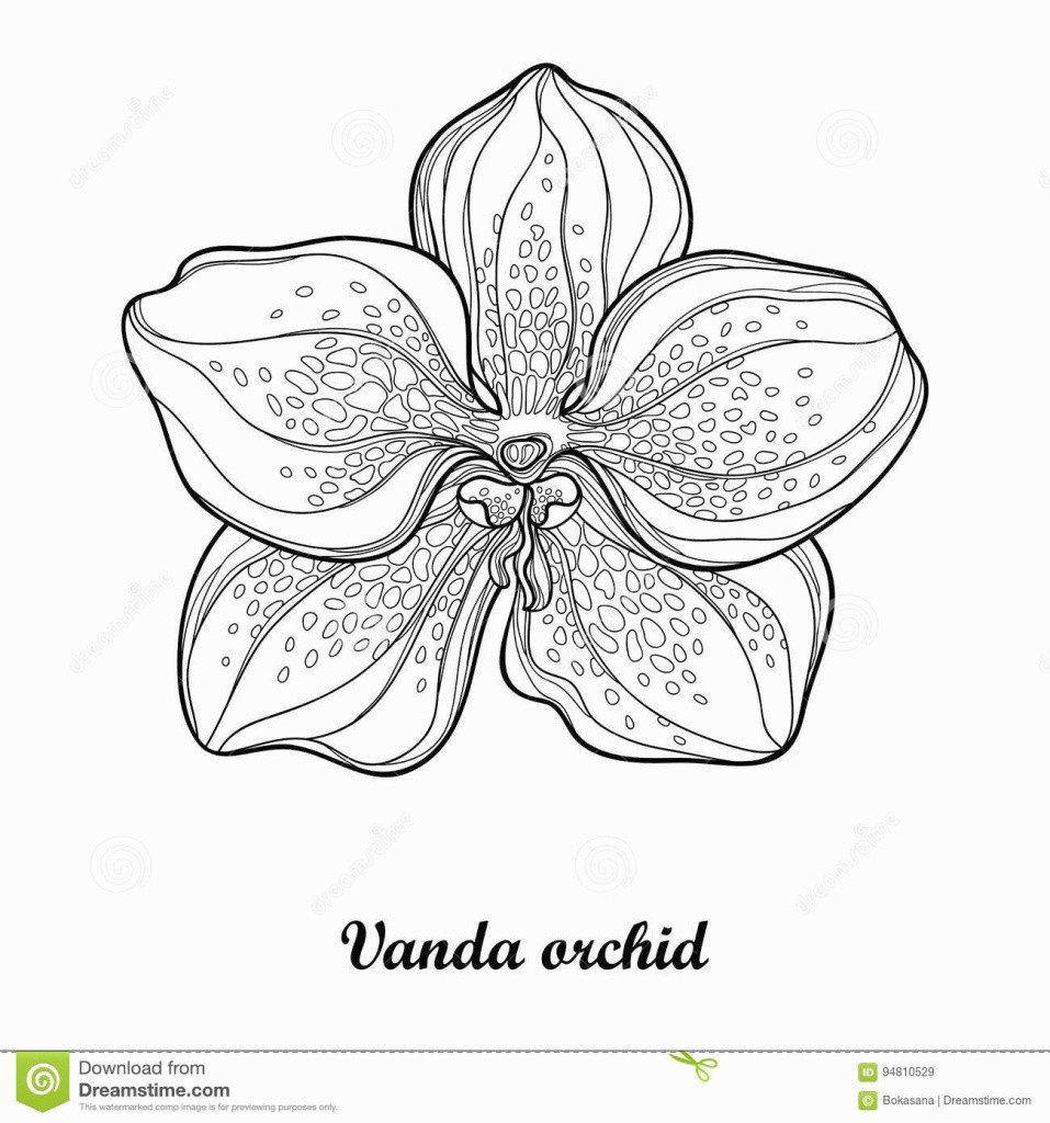 16 Fashionable orchid Vase 2024 free download orchid vase of new cool vases flower vase coloring page pages flowers in a top i 0d with elegant vector illustration with outline vanda orchid flower isolated of new cool vases flower vase c