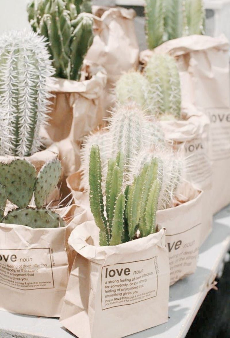 20 Popular Paper Bag Flower Vase 2024 free download paper bag flower vase of pot different cacti varieties in paper bags to add some edginess to within pot different cacti varieties in paper bags to add some edginess to your wedding favor sty