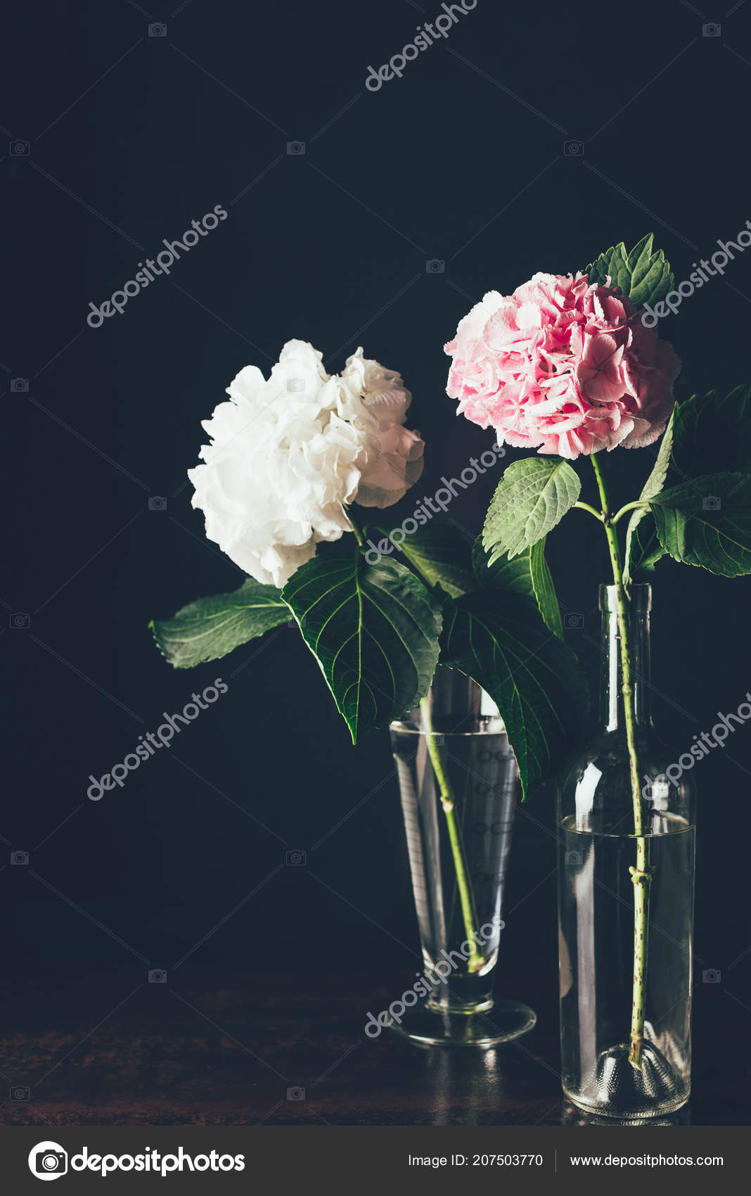 16 Ideal Pink Glass Bud Vase 2024 free download pink glass bud vase of pink white hortensia flowers glass vases black stock fotografie for pink and white hortensia flowers in glass vases on black fotografie od katenovikova