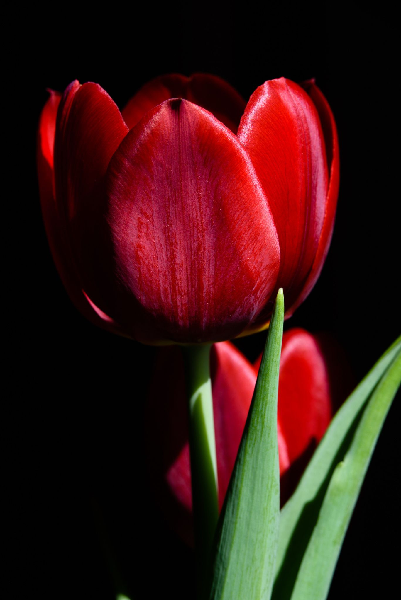 14 Stylish Pink Tulip Vase 2024 free download pink tulip vase of tulip by luiz gabriel on 500px flores pinterest flowers throughout tulip