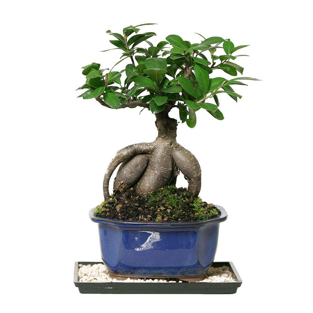 30 Perfect Plant Vase Home Depot 2024 free download plant vase home depot of trees bushes at the home depot throughout gensing grafted ficus indoor