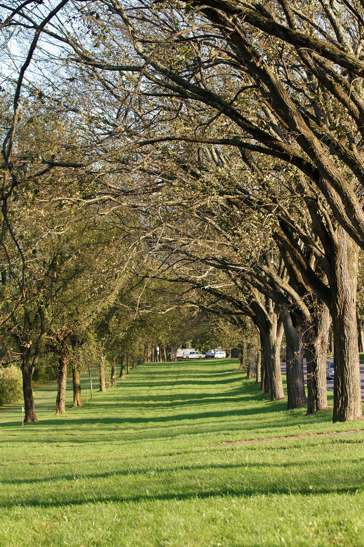 22 Nice Princeton China Vase 2024 free download princeton china vase of ulmus americana princeton wikipedia regarding 1200px washington road elm allee east side