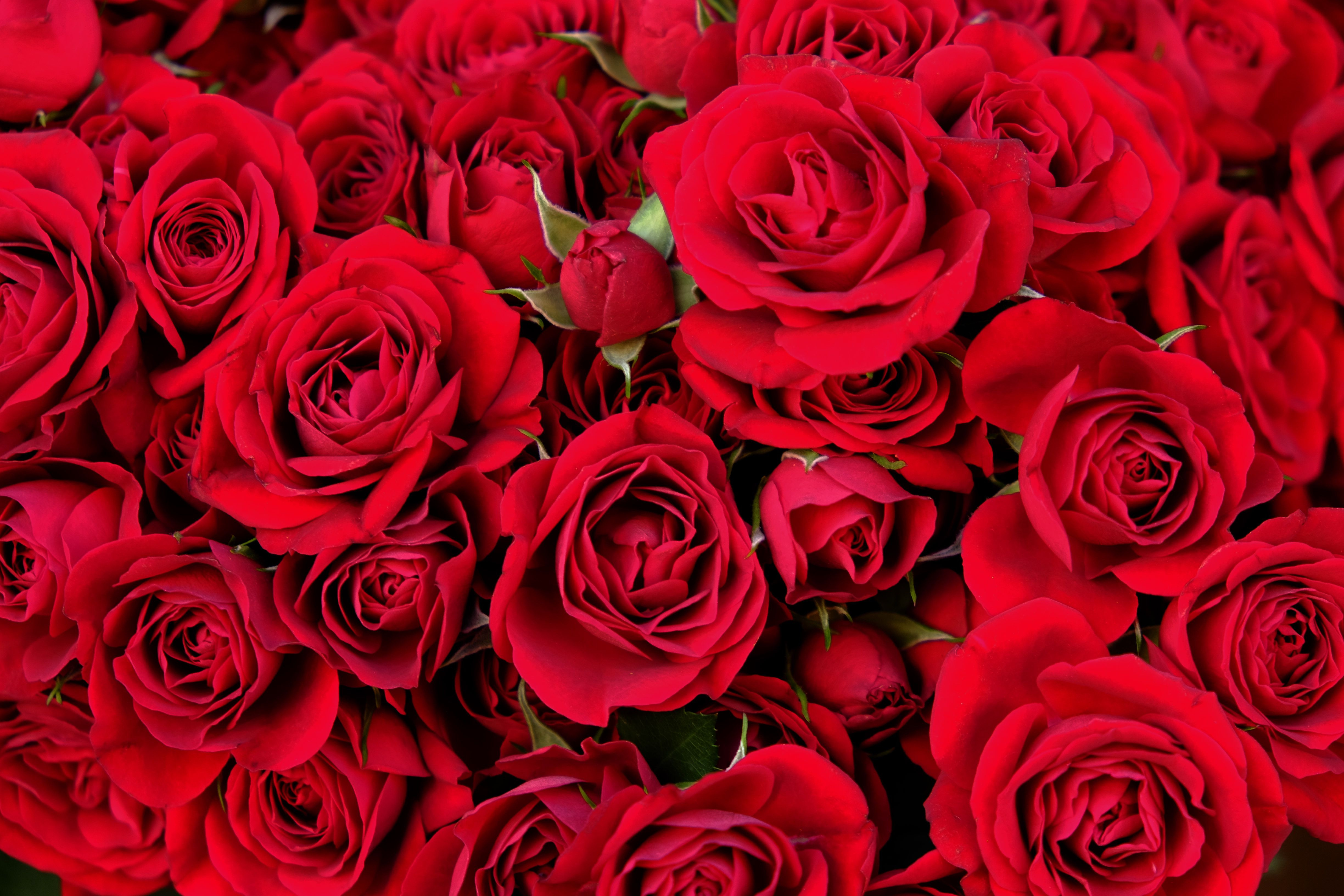 15 Trendy Red Flower Vases for Sale 2024 free download red flower vases for sale of top 8 red roses for valentines day ideas with regard to full frame shot of red roses for sale at market stall 686793555 5a739b63303713003739142d