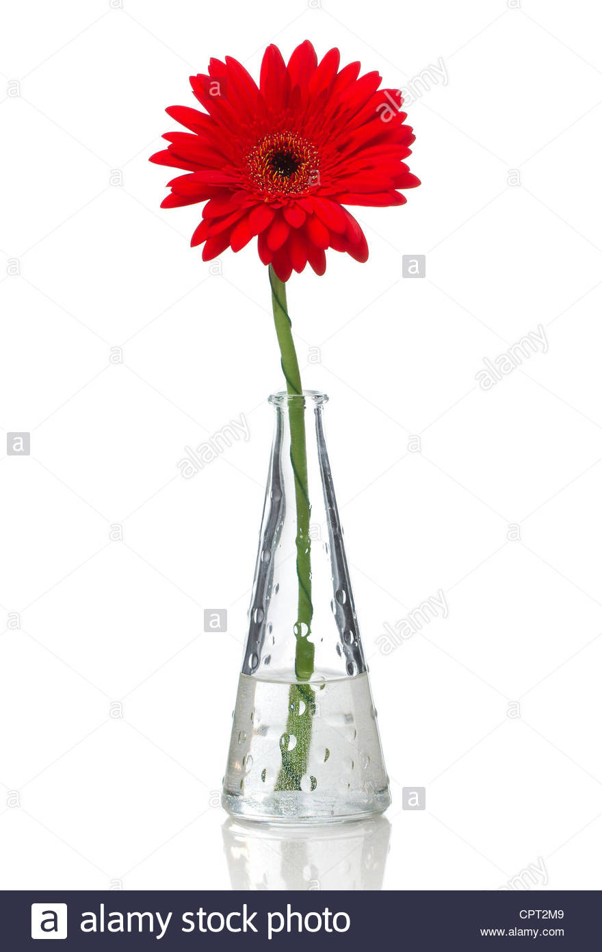 19 Fashionable Red Glass Heart Shaped Vase 2024 free download red glass heart shaped vase of red gerbera flower in vase stock photos red gerbera flower in vase pertaining to a red gerbera in a glass vase stock image