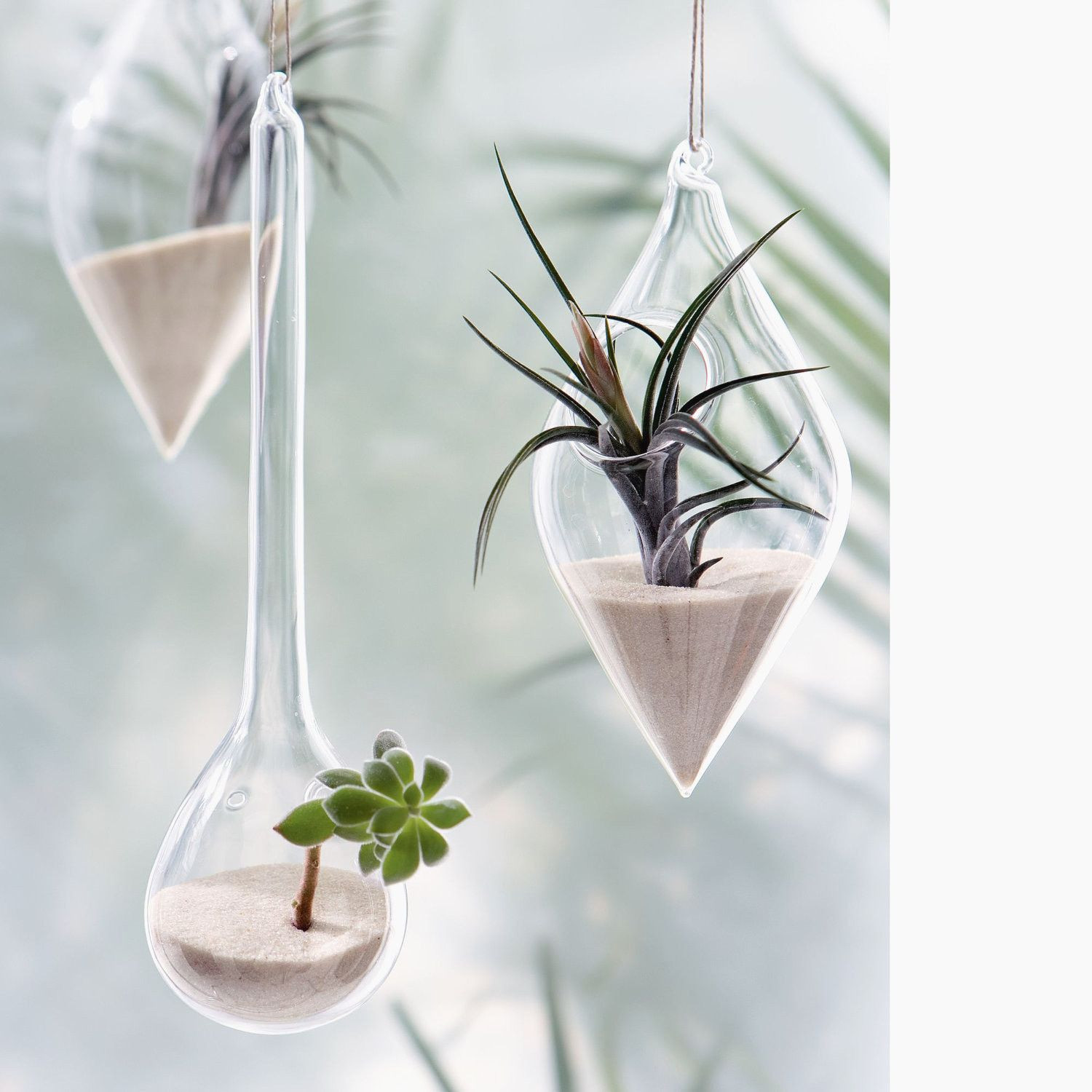 14 Fantastic Silver Vase orchid Care 2024 free download silver vase orchid care of 25 air plant vase the weekly world with flower hanging air plant kit gorgeous a guide to tillandsia part