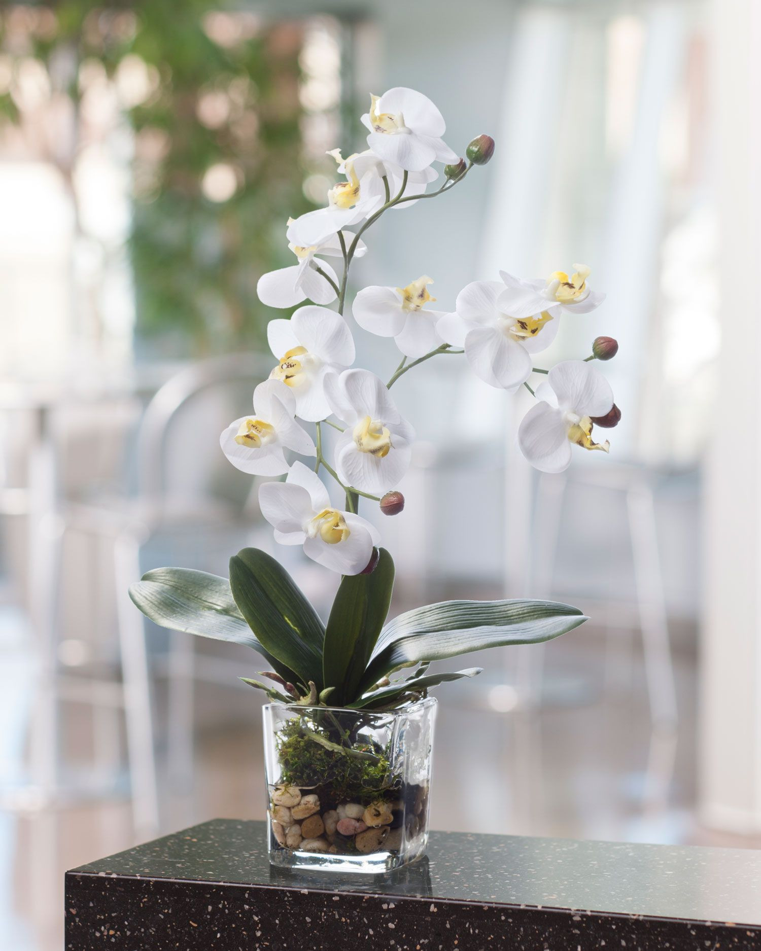 14 Fantastic Silver Vase orchid Care 2024 free download silver vase orchid care of faux phalaenopsis orchid accent interior design pinterest within tabdescription beauty and style undeniable flair this phalaenopsis orchid blooms from lush green f