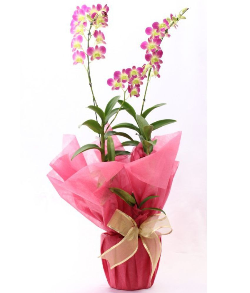 14 Fantastic Silver Vase orchid Care 2024 free download silver vase orchid care of vayu blossoms orchid plant dendrobium gift wrapped indoor flower with vayu blossoms orchid plant dendrobium gift wrapped indoor flower plant