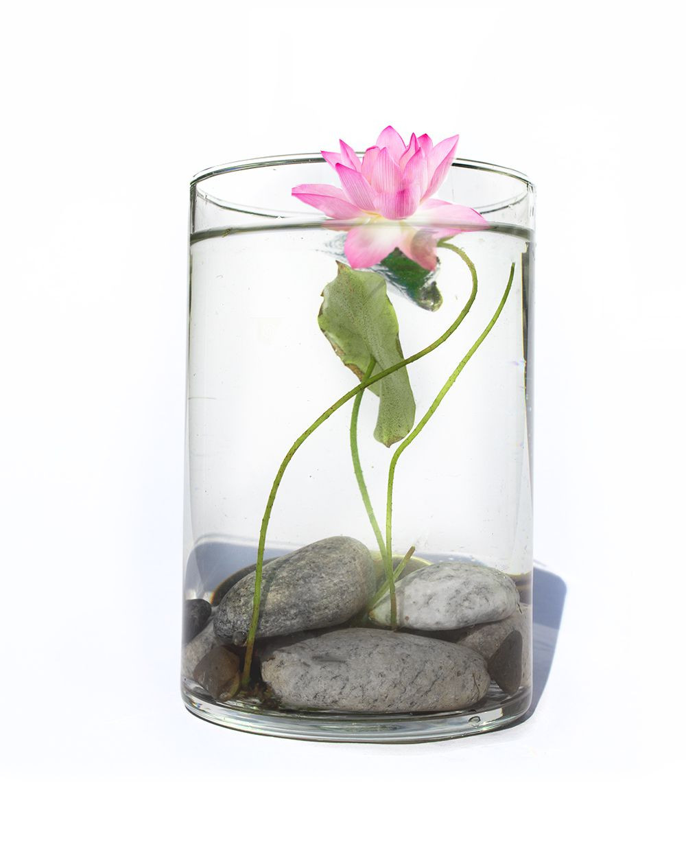 19 Stylish Small Glass Flower Vases 2024 free download small glass flower vases of make a stunning water lily floral arrangement inside water lily diy 56a262d53df78cf77274f452