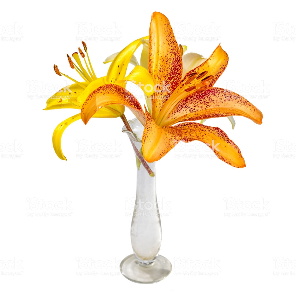 27 Lovable Small orange Glass Vases 2024 free download small orange glass vases of bouquet with lily flowers in a small transparent glass vase isolated pertaining to bouquet with lily flowers in a small transparent glass vase isolated on white b