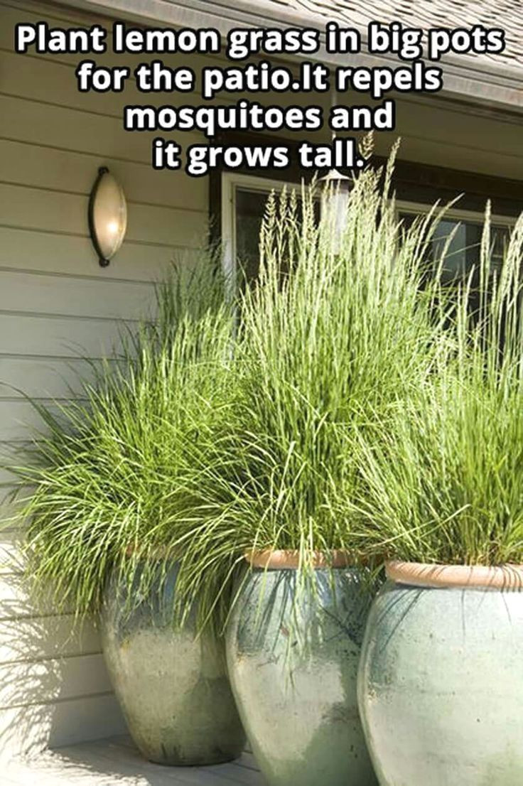 29 Fabulous Tall Outdoor Pottery Vases 2024 free download tall outdoor pottery vases of kitchen garden guide garden makinggarden design company outside inside kitchen garden guide garden makinggarden design company outside garden housepart shade pe