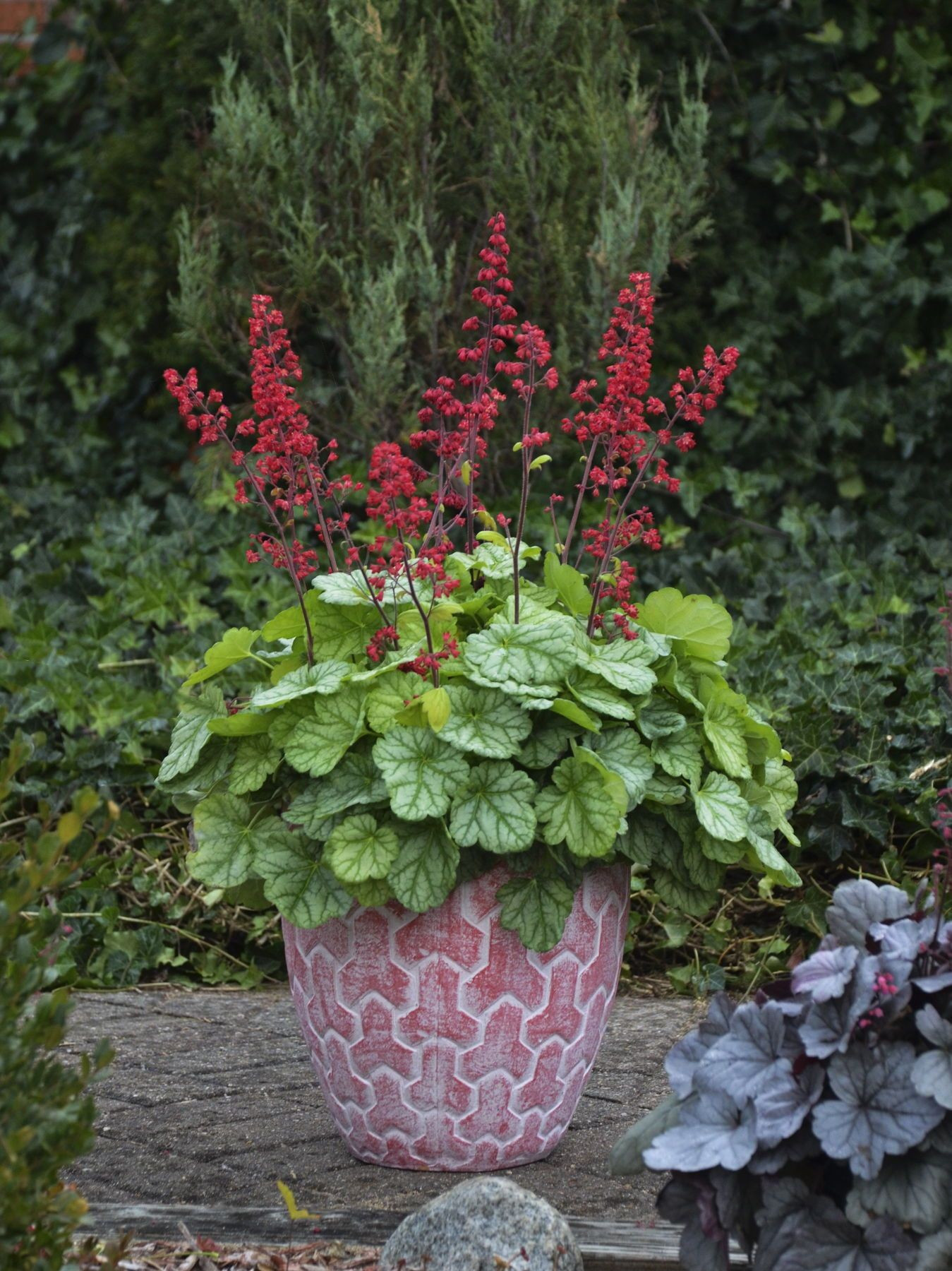 12 attractive Tall Thin Vase 2024 free download tall thin vase of cheap garden pots inspirational dolce appletini coral bells heuchera regarding cheap garden pots inspirational dolce appletini coral bells heuchera hybrid of cheap garden p