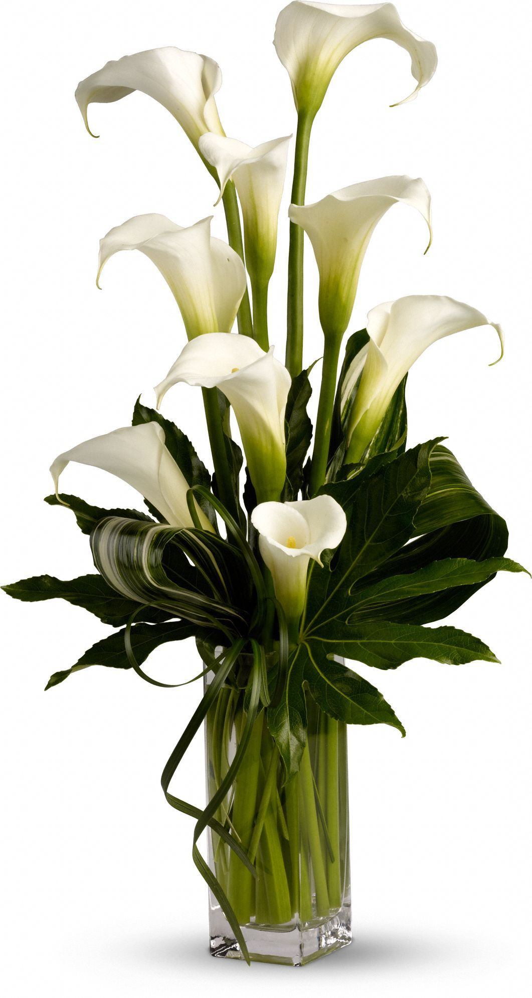 18 Amazing Tall White Flower Vase 2024 free download tall white flower vase of notice leaves my fair lady maybe for food table in large cylinder within my fair lady maybe for food table in large cylinder vase vase flower