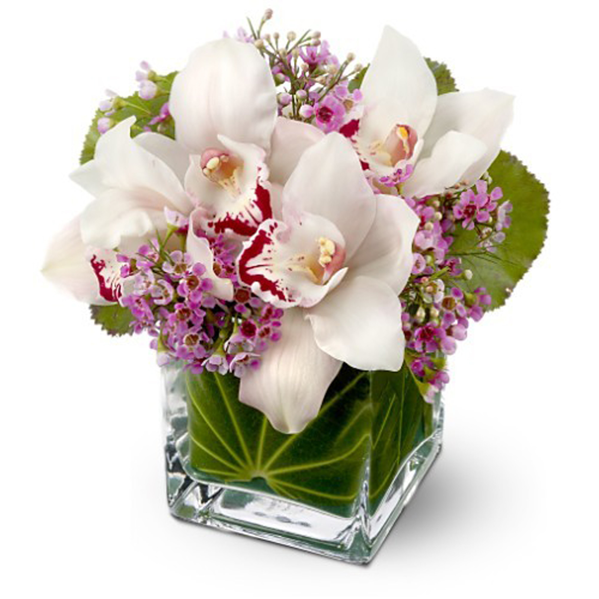 10 Perfect Teleflora Gift Vase 2024 free download teleflora gift vase of lavish orchids in rancho cordova ca roses bows florist gift shop pertaining to lavish orchids for a gift thats both luxurious and lovely consider a bouquet of