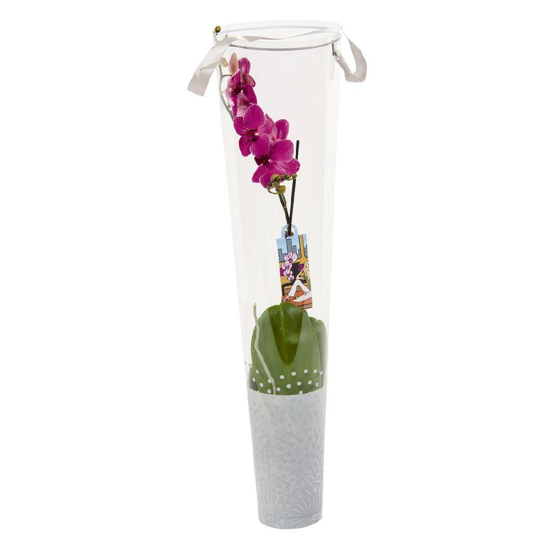 15 Awesome Treasure Craft Vase 2024 free download treasure craft vase of indoor phalaenopsis orchid pot assorted 12cm the warehouse with regard to indoor phalaenopsis orchid pot assorted 12cm