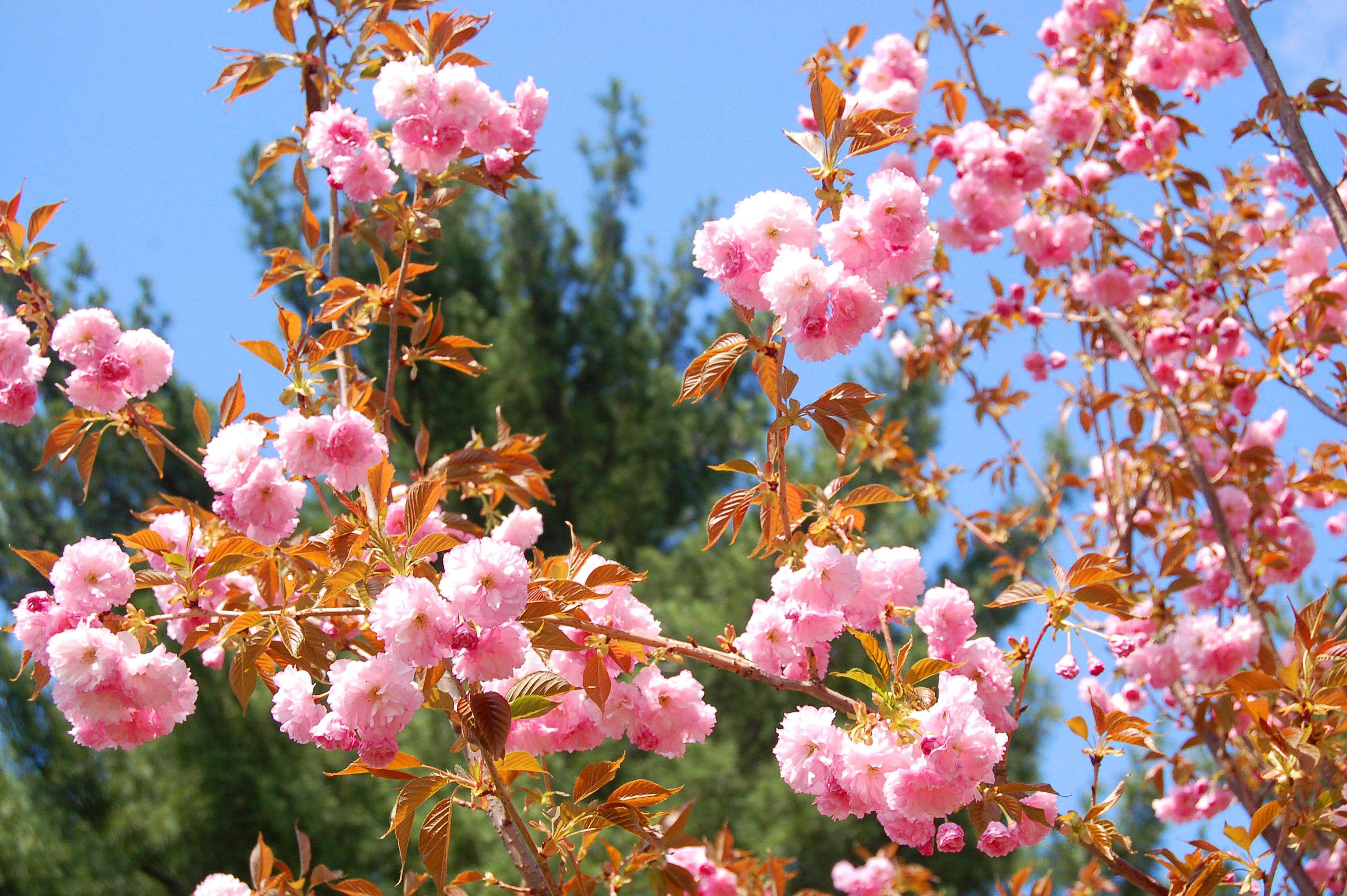 14 Amazing Tree Trunk Flower Vases 2024 free download tree trunk flower vases of kwanzan cherry trees facts about a japanese classic throughout kwanzan forest park big 56a5850a5f9b58b7d0dd41e1