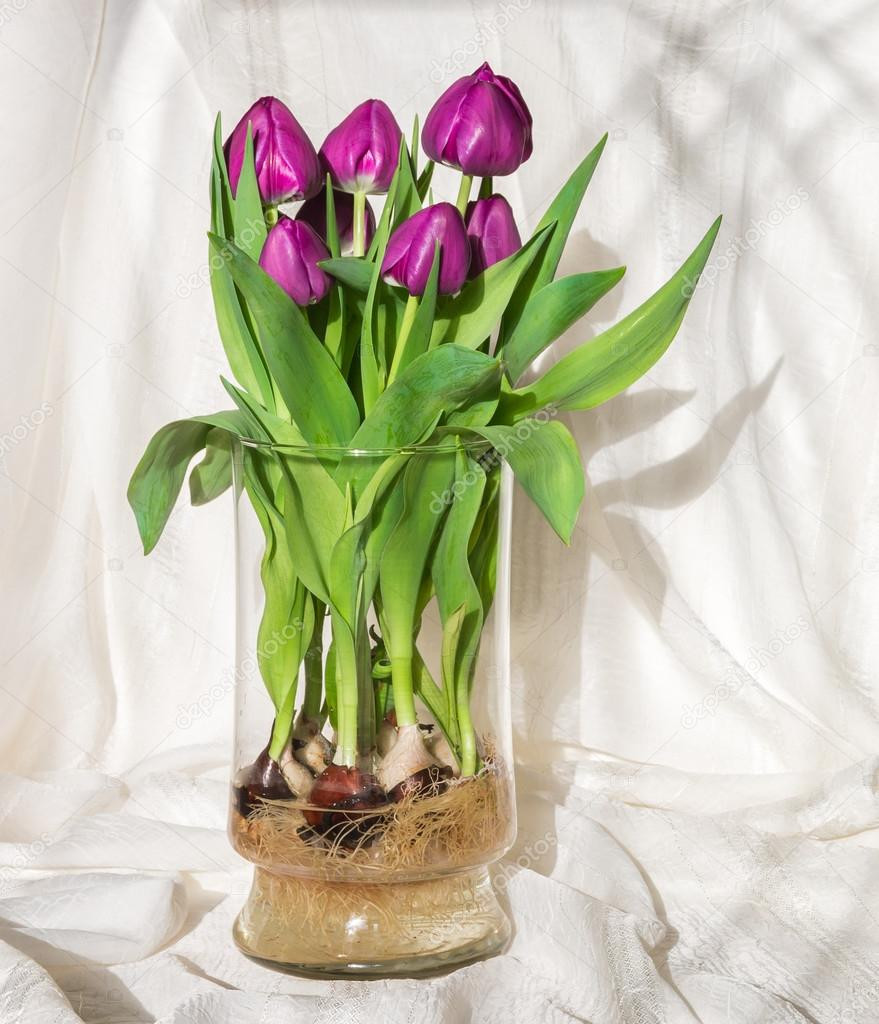 25 Amazing Tulip Bulbs In Glass Vase 2024 free download tulip bulbs in glass vase of fialova tulipany roste ve vodac29b ve sklenac29bna vaze ac2bearovky a root for magenta tulips growing in water in a glass vase bulbs and roots in full view shado