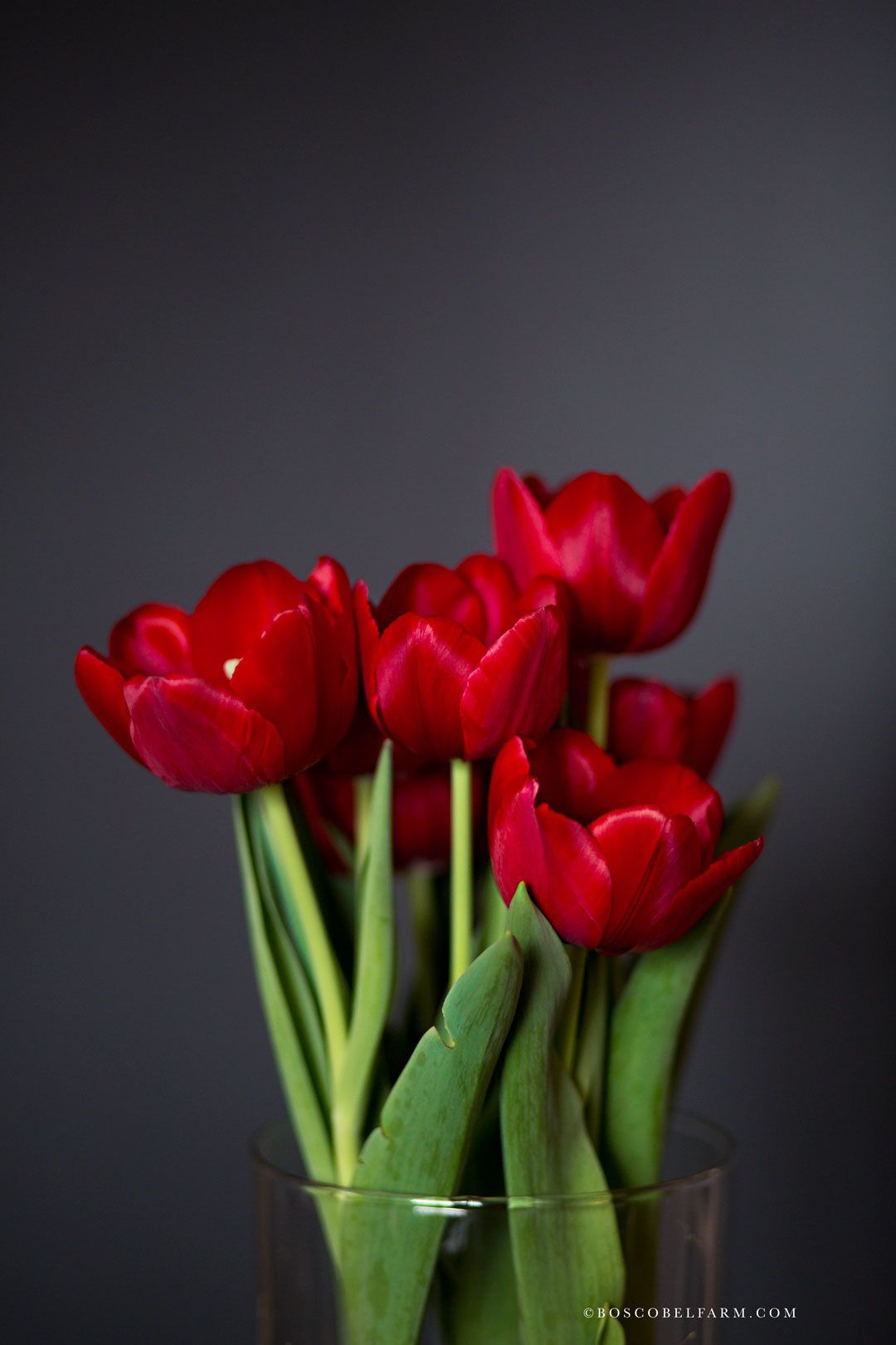 25 Amazing Tulip Bulbs In Glass Vase 2024 free download tulip bulbs in glass vase of forced dragons blood tulips from boscobel farm red tulips how to with regard to forced dragons blood tulips from boscobel farm red tulips how to force bulbs indo