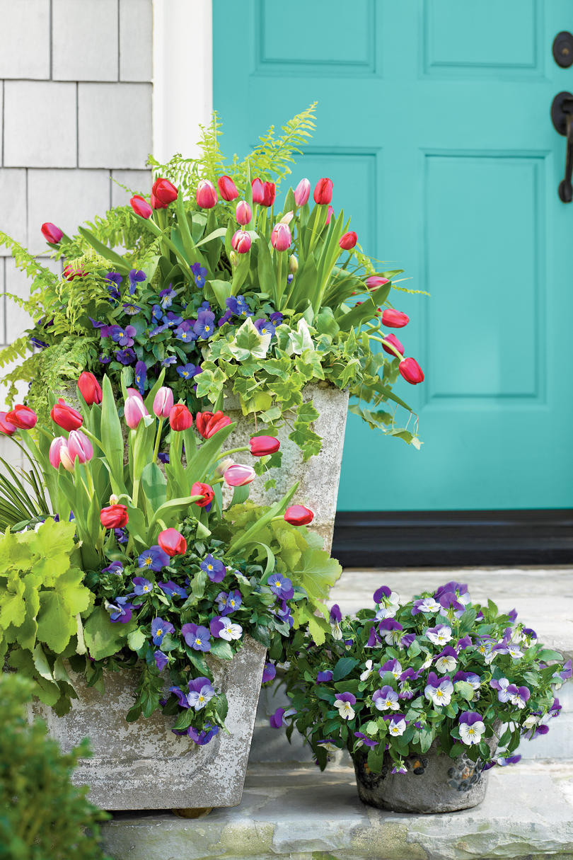 25 Amazing Tulip Bulbs In Glass Vase 2024 free download tulip bulbs in glass vase of pansies viola gardens southern living inside dress up the front door