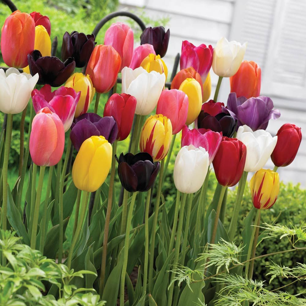 25 Amazing Tulip Bulbs In Glass Vase 2024 free download tulip bulbs in glass vase of tulip everlasting mixedtulipa flowers all around pinterest for tulip everlasting mixture container plants thompson morgan