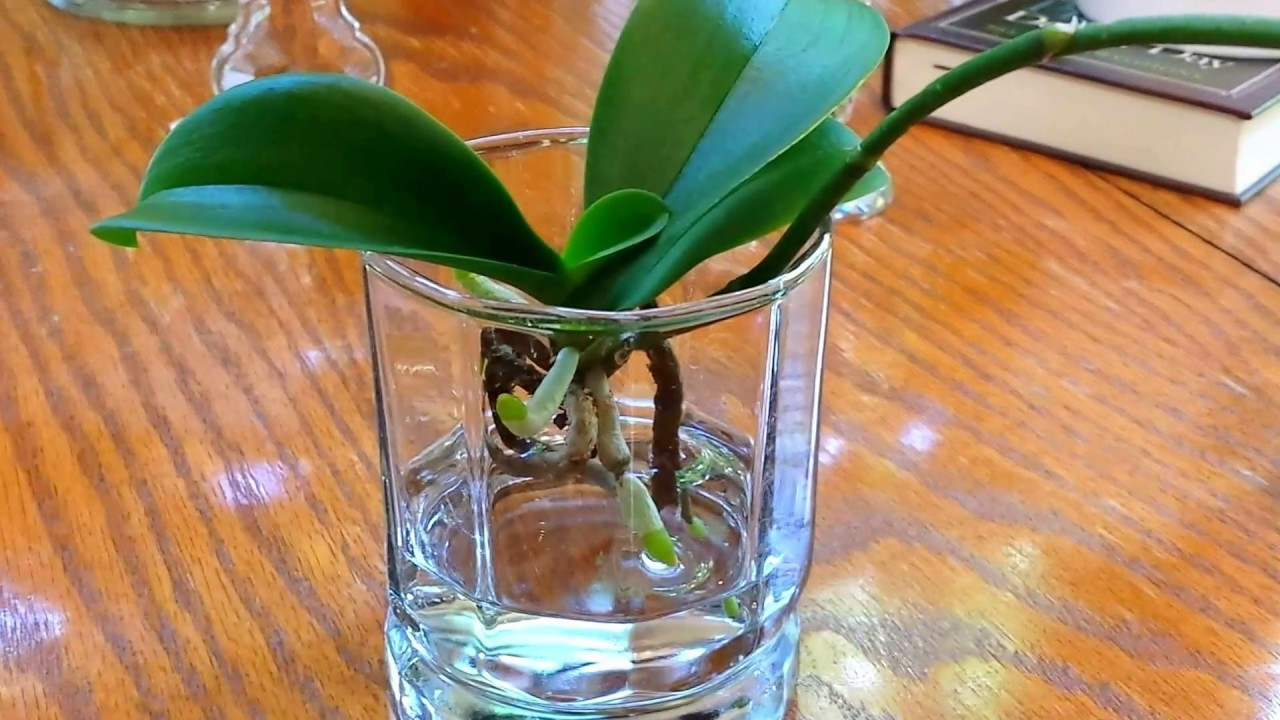 16 Stylish Vanda orchid Glass Vase Method 2024 free download vanda orchid glass vase method of adjusting your water culture method to keep your orchids happy inside adjusting your water culture method to keep your orchids happy