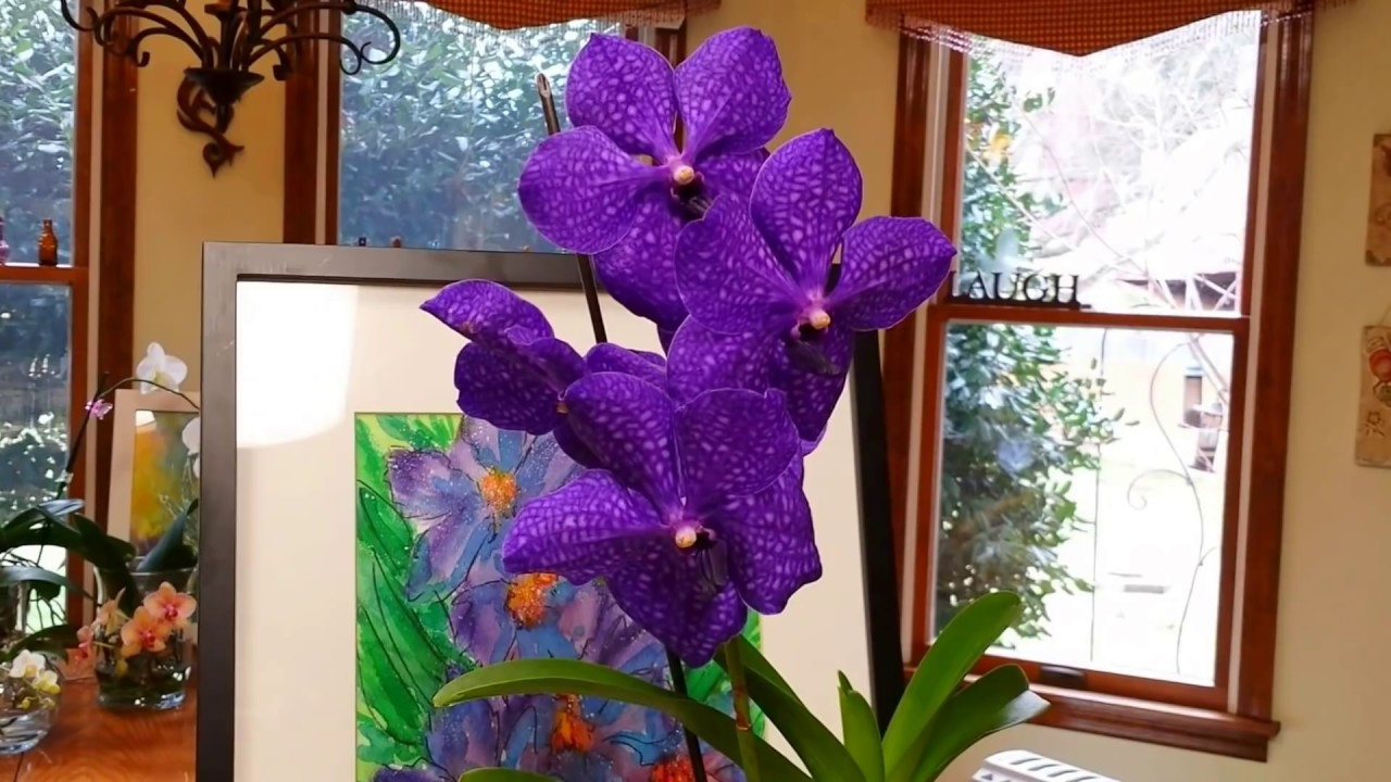 16 Stylish Vanda orchid Glass Vase Method 2024 free download vanda orchid glass vase method of beautiful new vanda in full water culture youtube inside beautiful new vanda in full water culture orchid whisperer