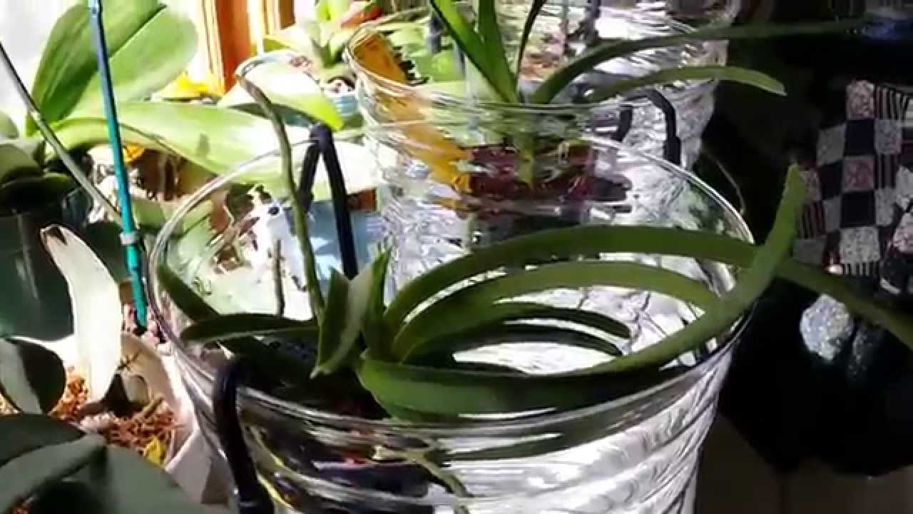 16 Stylish Vanda orchid Glass Vase Method 2024 free download vanda orchid glass vase method of my vanda orchids in vases youtube inside maxresdefault