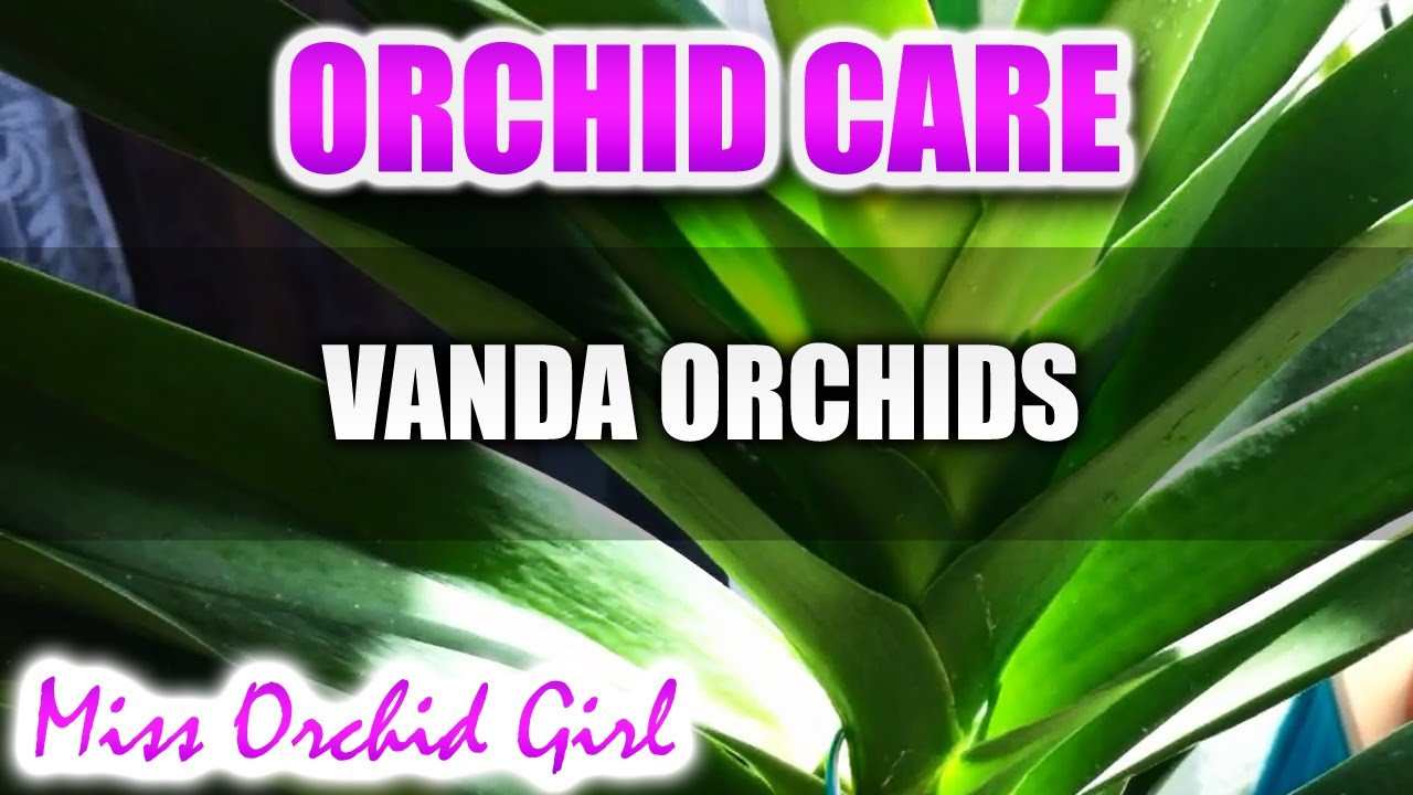 16 Stylish Vanda orchid Glass Vase Method 2024 free download vanda orchid glass vase method of orchid care how to care for vanda orchids new complete tutorial within orchid care how to care for vanda orchids new complete tutorial in description youtub