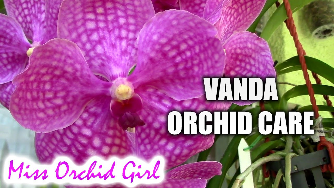 16 Stylish Vanda orchid Glass Vase Method 2024 free download vanda orchid glass vase method of orchid care how to care for vanda orchids youtube pertaining to maxresdefault