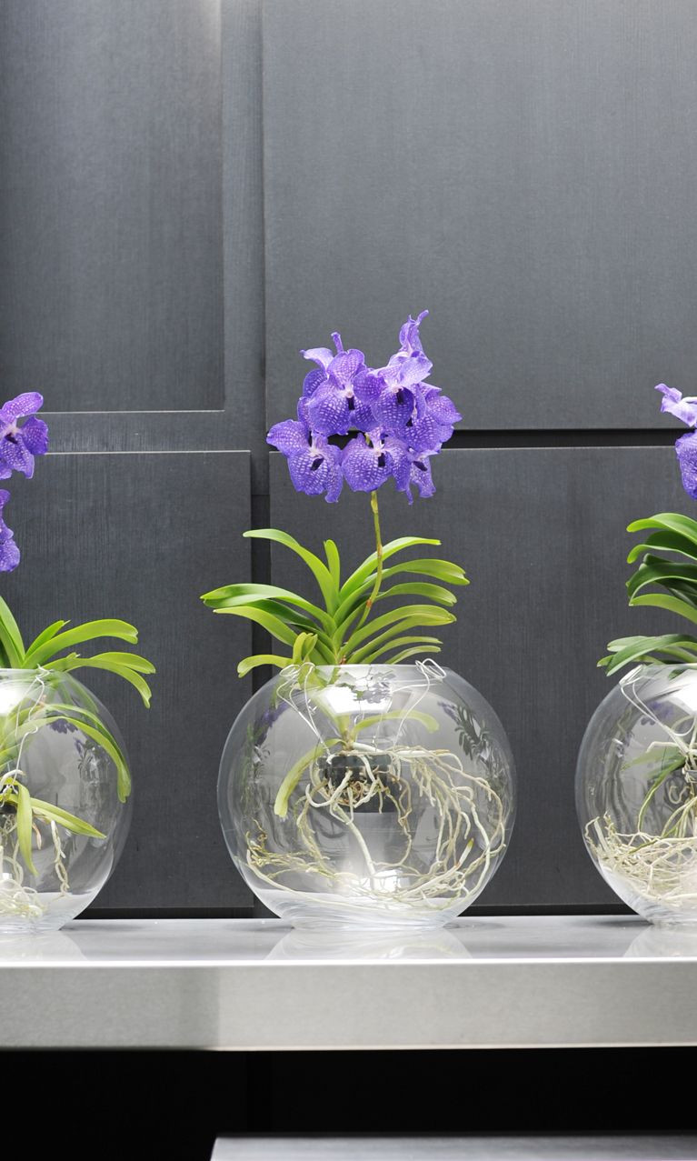 16 Stylish Vanda orchid Glass Vase Method 2024 free download vanda orchid glass vase method of the vanda grows best in a light spot in a glass vase orchid intended for the vanda grows best in a light spot in a glass vase orchid vase