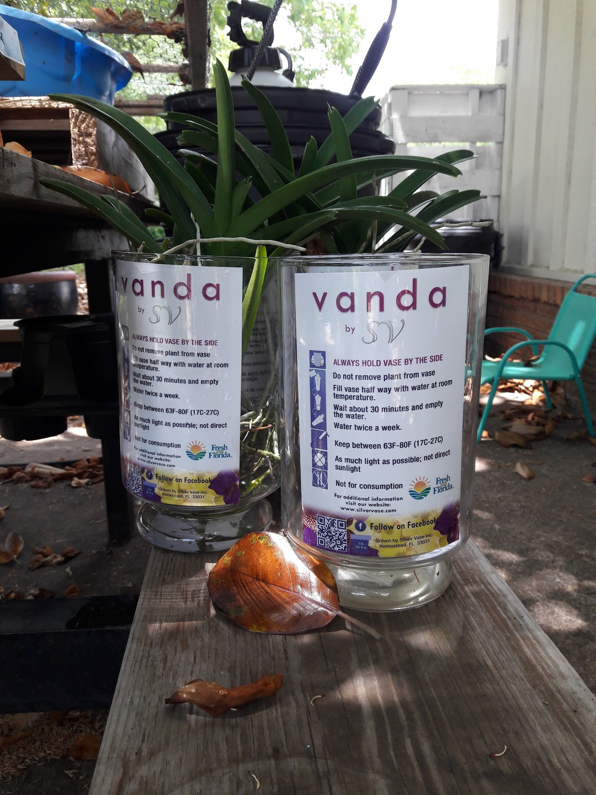 16 Stylish Vanda orchid Glass Vase Method 2024 free download vanda orchid glass vase method of v is for vanda orchids with regard to according to the american orchid society they originated in the asian tropics and need partial shade vandas need lots 