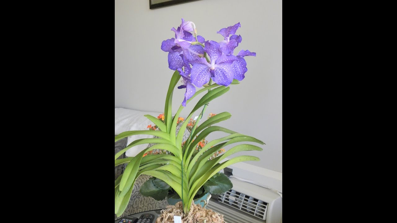 16 Stylish Vanda orchid Glass Vase Method 2024 free download vanda orchid glass vase method of vanda in a pot mystery solved youtube pertaining to vanda in a pot mystery solved