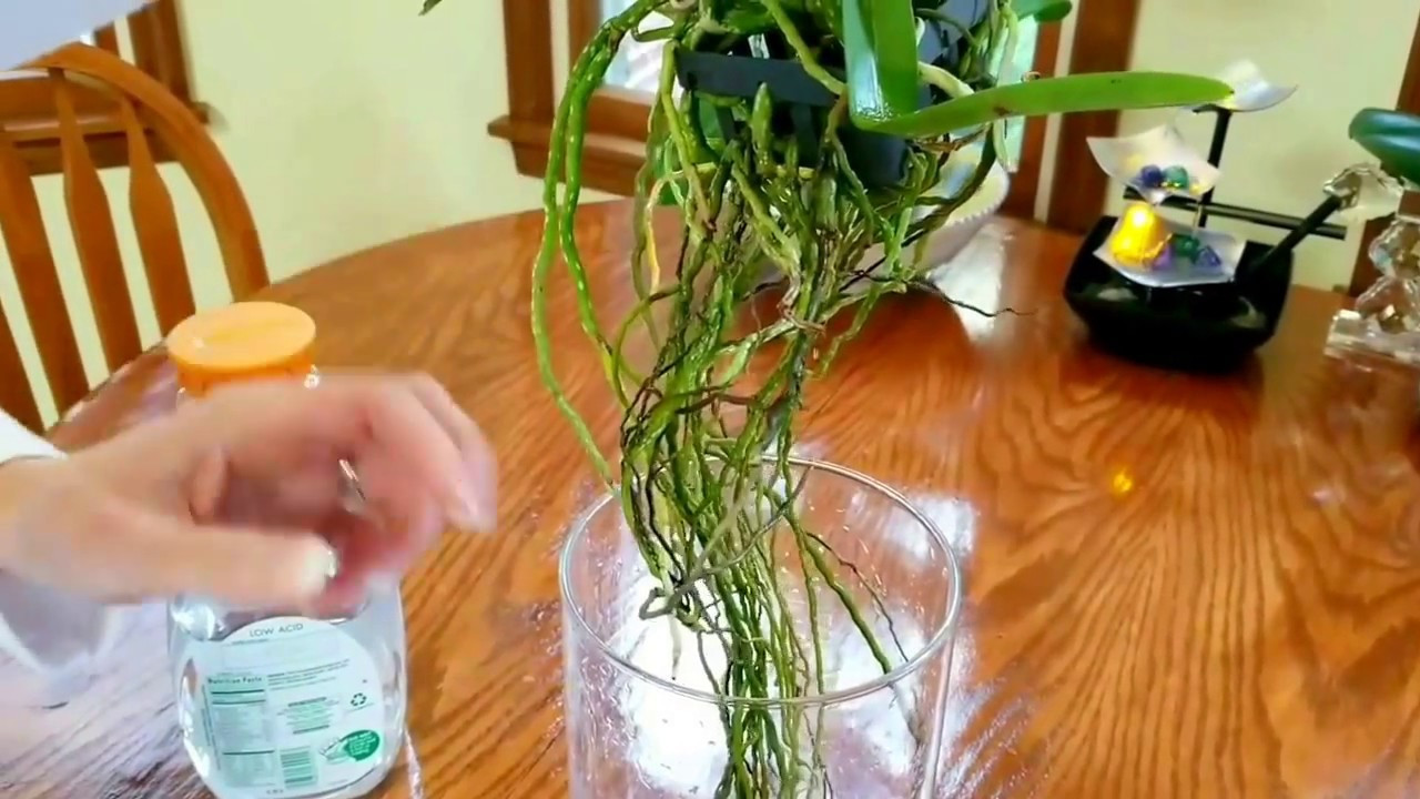 16 Stylish Vanda orchid Glass Vase Method 2024 free download vanda orchid glass vase method of watch how i prepare and display my new vanda in a glass vase youtube pertaining to watch how i prepare and display my new vanda in a glass vase orchid whisp