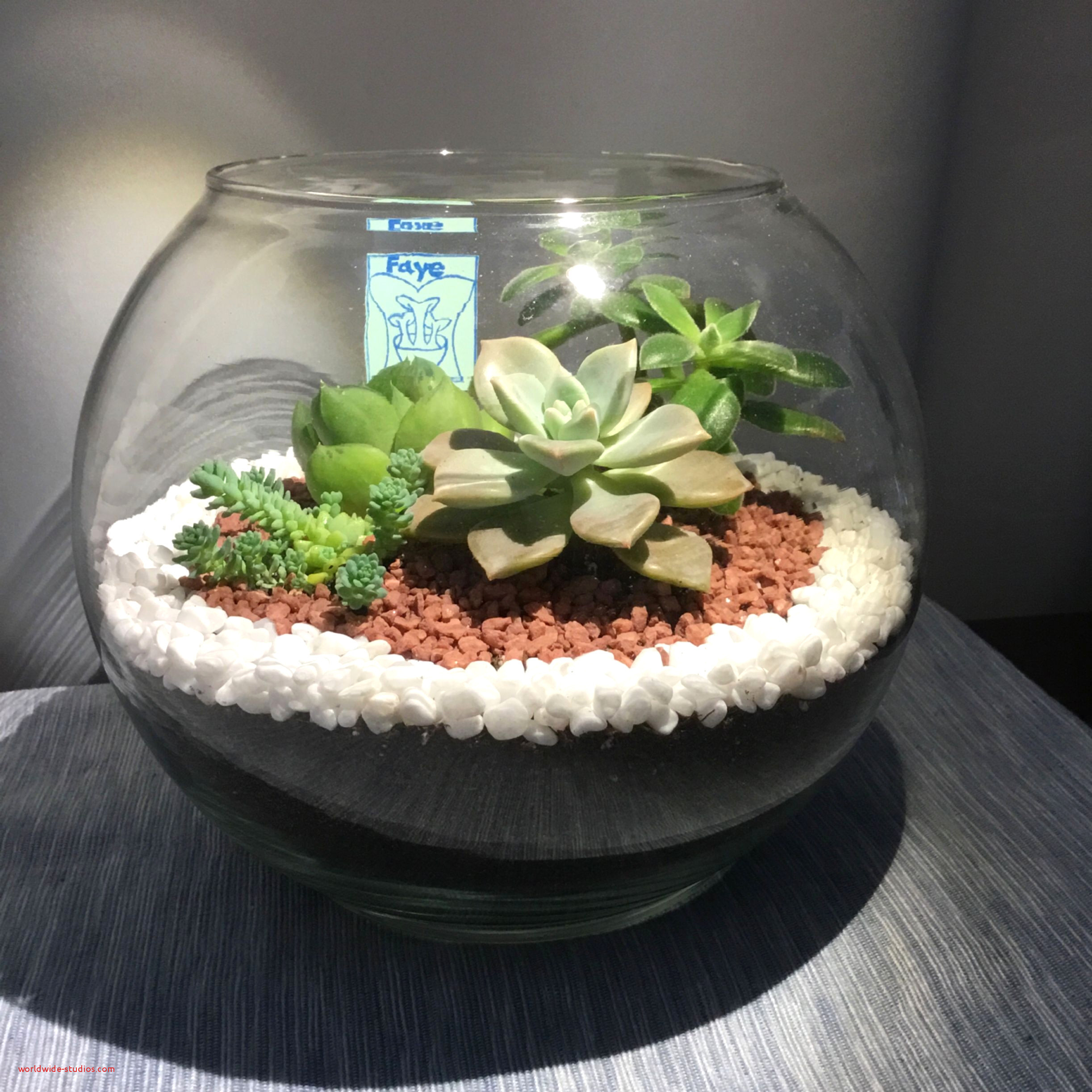 26 Unique Vase Fish Tank 2024 free download vase fish tank of https georgiapto org diy bookmarks design 4044 2018 09 27t1611 with diy terrarium supplies top result diy terrarium with succulents inspirational pin by faye of diy terrari