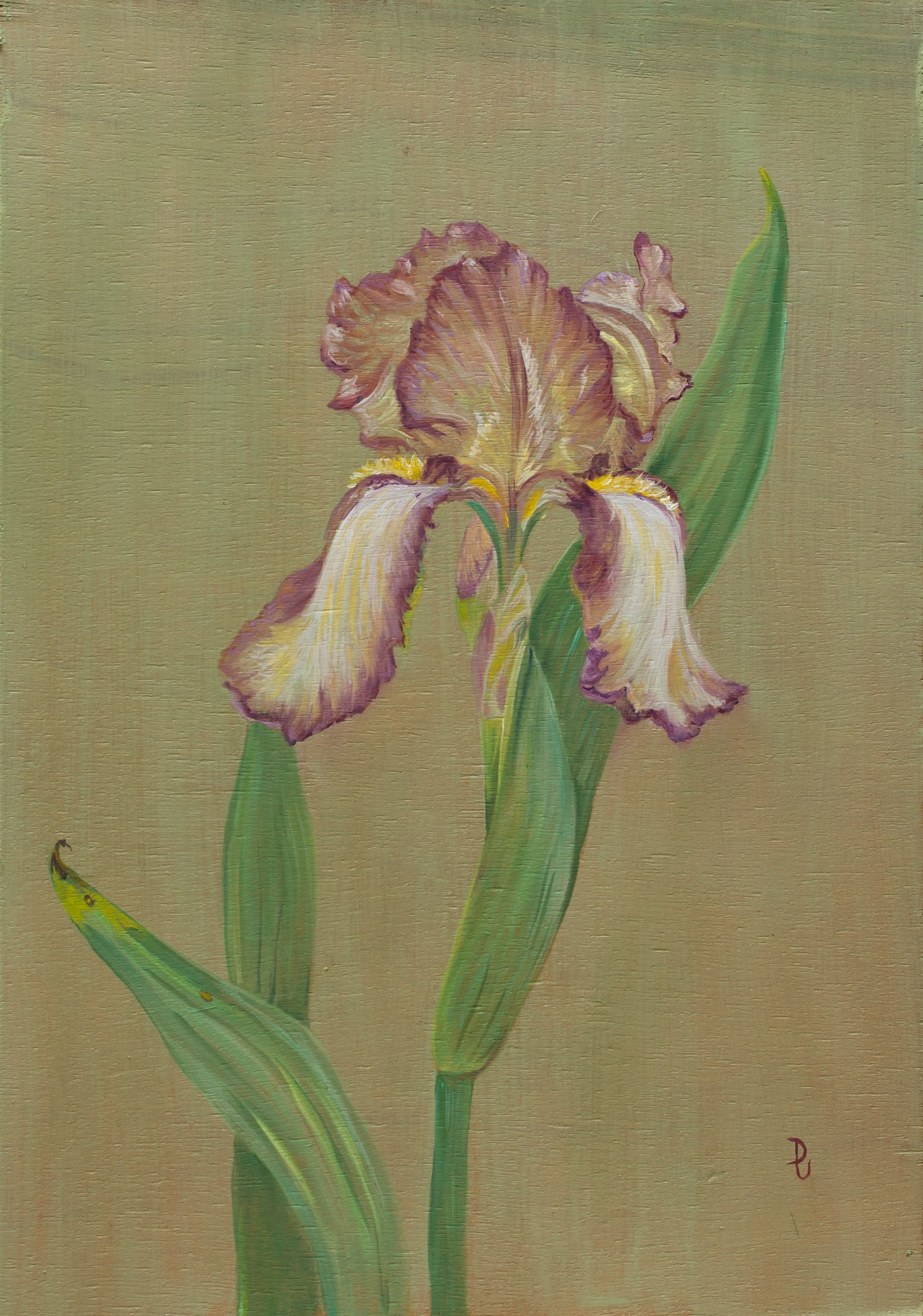 11 Spectacular Vase Of Irises 2024 free download vase of irises of deborah vass kent pride iris oil on board deborah vass paintings in deborah vass kent pride iris oil on board