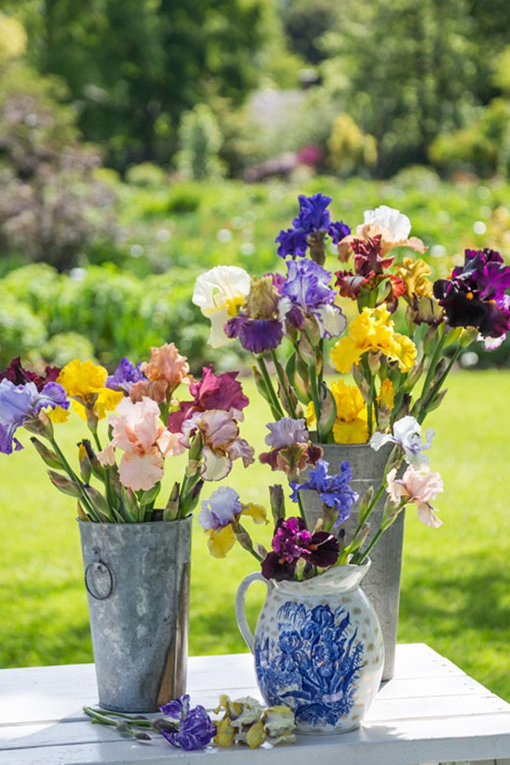 11 Spectacular Vase Of Irises 2024 free download vase of irises of for the love of irises inspiring flowers pinterest degree for for the love of irises inspiring flowers pinterest degree angle iris and flowers