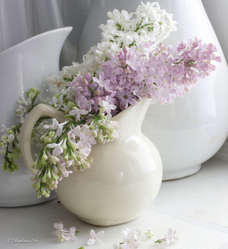 29 Wonderful Vase Of Lavender 2024 free download vase of lavender of growing lilacs in the south lilacs flowers and flower regarding garden ideas