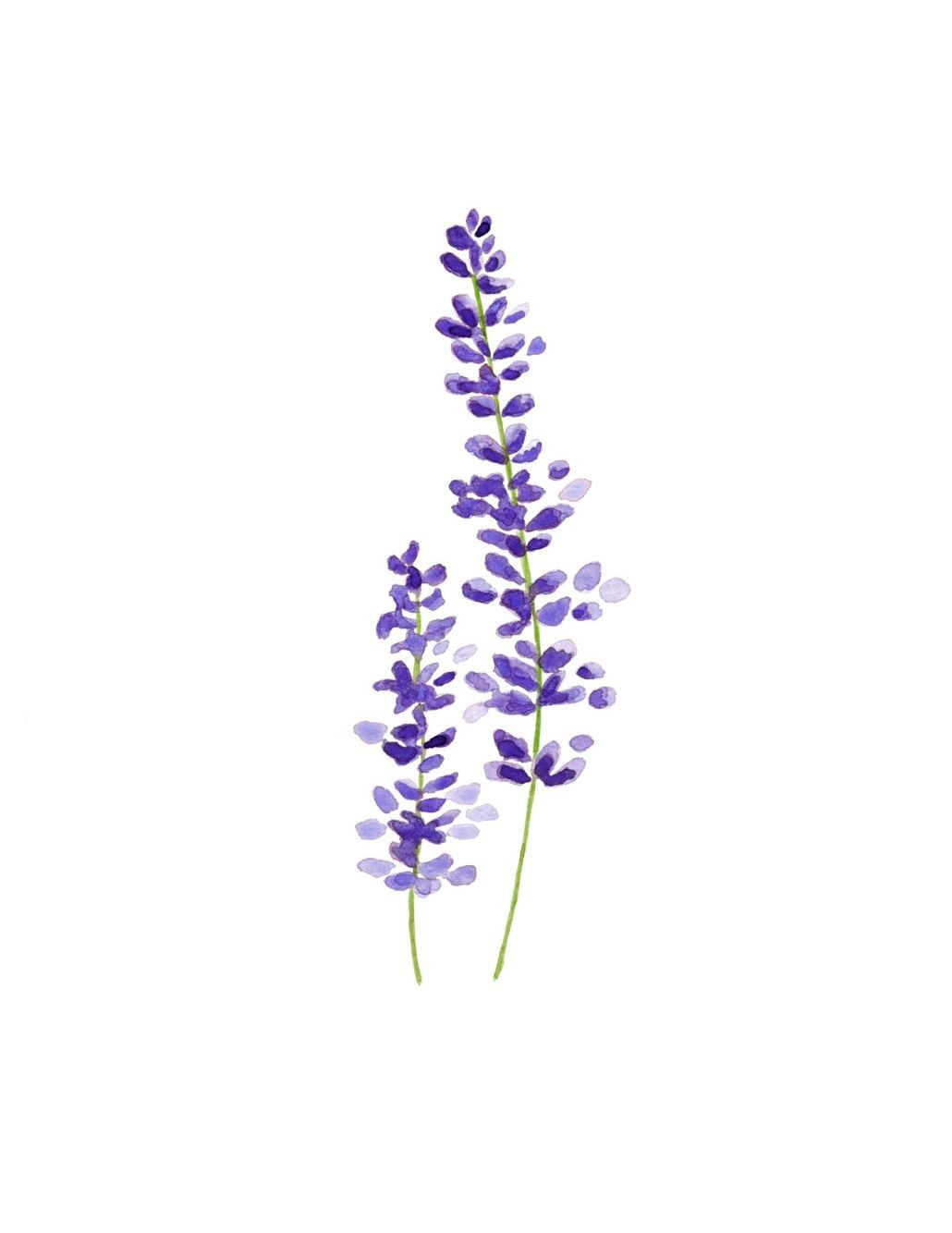 29 Wonderful Vase Of Lavender 2024 free download vase of lavender of lavender flowers 2 wallpapers unique beautiful lilies bouquet in a with lavender flowers 2 wallpapers best of lavender the smell brings me happiness and memories of laven