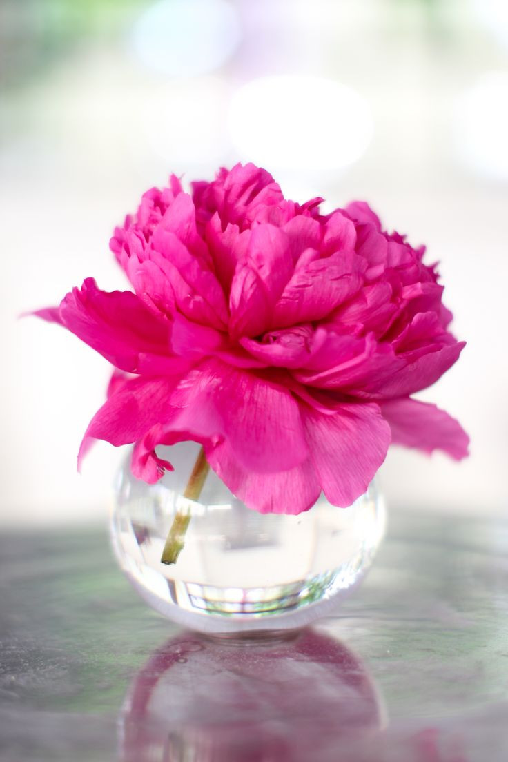 17 Perfect Vase Of Peonies Monet 2024 free download vase of peonies monet of 123 best gardening images on pinterest container garden cut with regard to perfect for my breakfast tray flowers symbolise beauty and are a good reminder for us to b