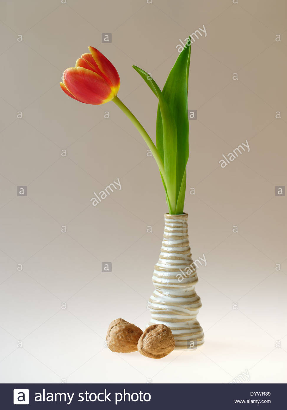 17 Perfect Vase Of Peonies Monet 2024 free download vase of peonies monet of beautiful spring single flower in vase stock photos beautiful regarding red tulip in small vase stock image