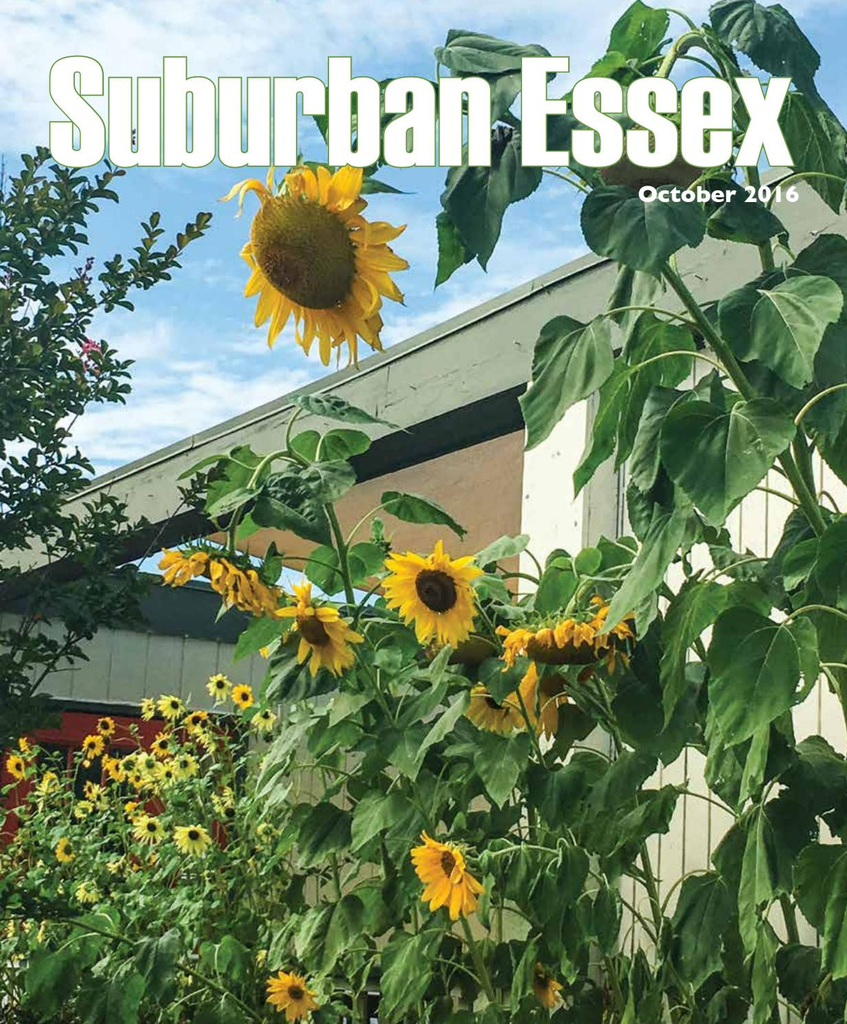 10 Fantastic Vase Of Sunflowers Henri Matisse 2024 free download vase of sunflowers henri matisse of suburban essex by vicinity media group issuu with page 1