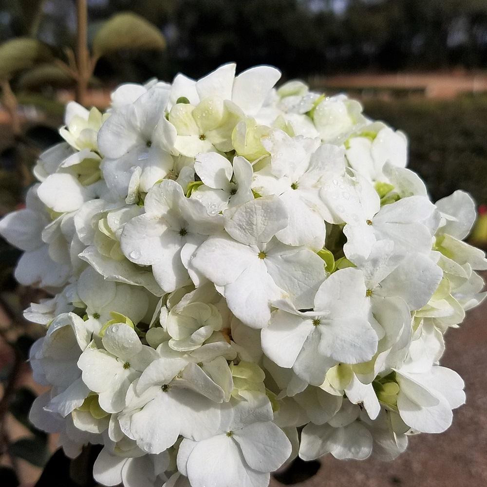 17 Stylish Vase Shaped Evergreen Shrubs 2024 free download vase shaped evergreen shrubs of evergreen flowering trees bushes garden center the home depot intended for pot chinese snowball viburnum live deciduous shrub white