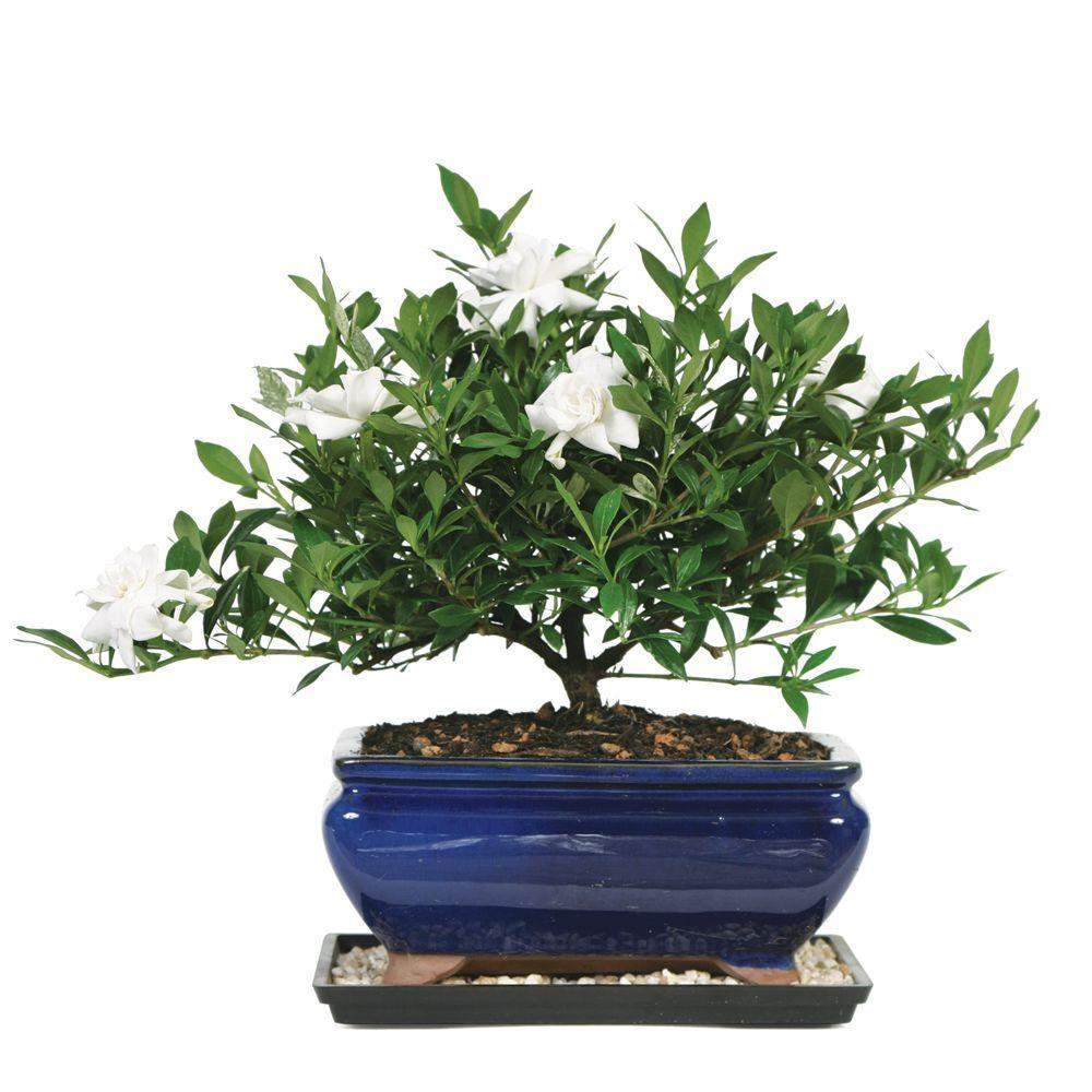 17 Stylish Vase Shaped Evergreen Shrubs 2024 free download vase shaped evergreen shrubs of trees bushes at the home depot regarding gardenia bonsai